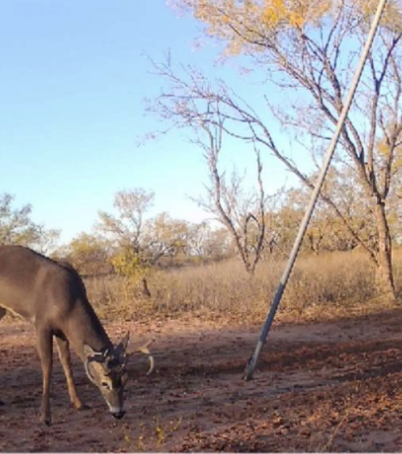 Ranch For Sale in Jones County , TBD PR off of CR 444, Merkel, Texas 79536, 0, 0, Garage spaces, 0 Sqft, built in 0, mls#21209117, Real Estate Agent in Merkel, Homes For Sale in Jones county, Homes For Sale in Merkel, Realtor in Merkel Texas, Real Estate Brokerage Independent Realty Texas, Luminita Cordes Realtor