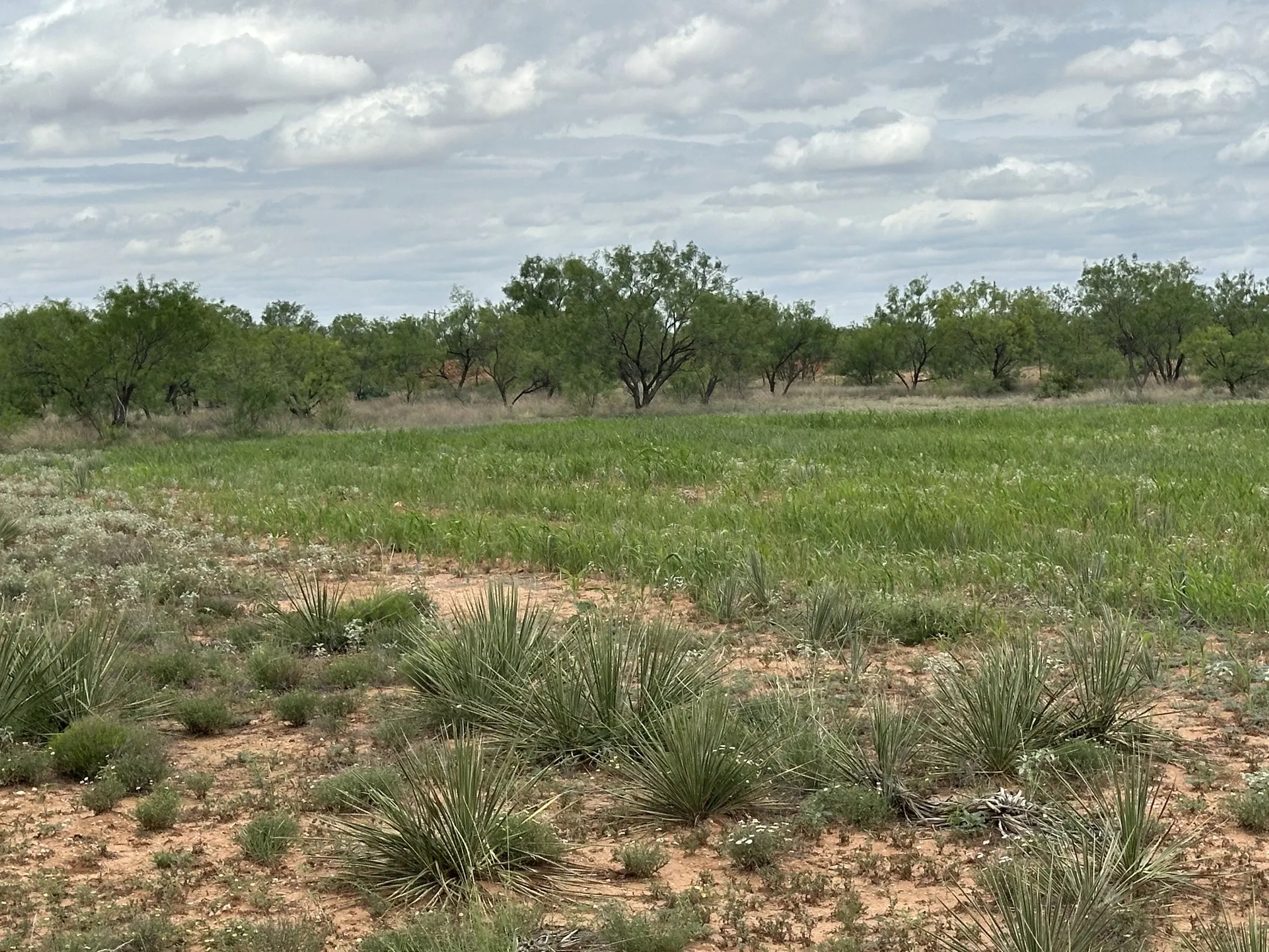 Ranch For Sale in Jones County , TBD PR off of CR 444, Merkel, Texas 79536, 0, 0, Garage spaces, 0 Sqft, built in 0, mls#21209117, Real Estate Agent in Merkel, Homes For Sale in Jones county, Homes For Sale in Merkel, Realtor in Merkel Texas, Real Estate Brokerage Independent Realty Texas, Luminita Cordes Realtor