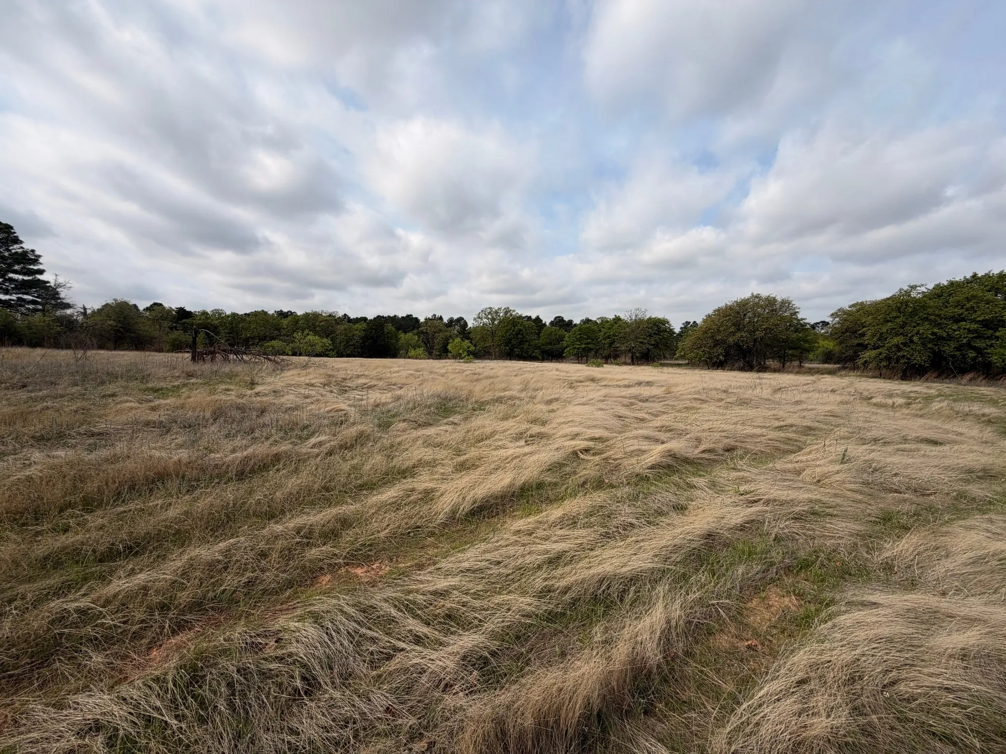 Pasture