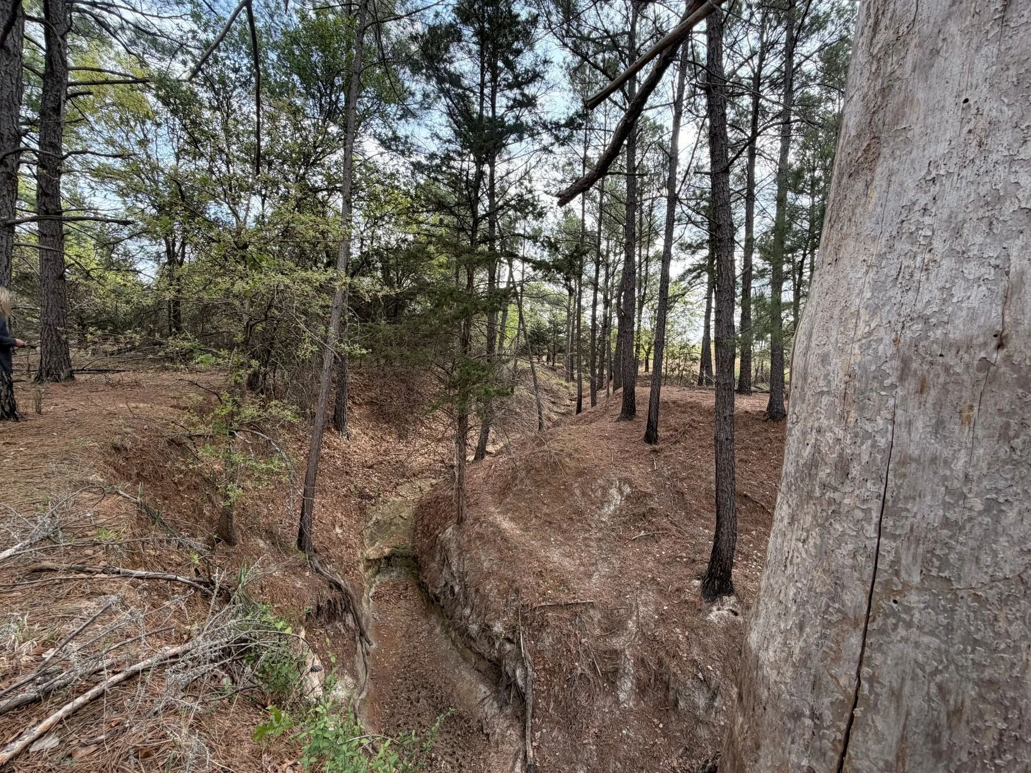 Natural Spring amongst Pines at the back of property