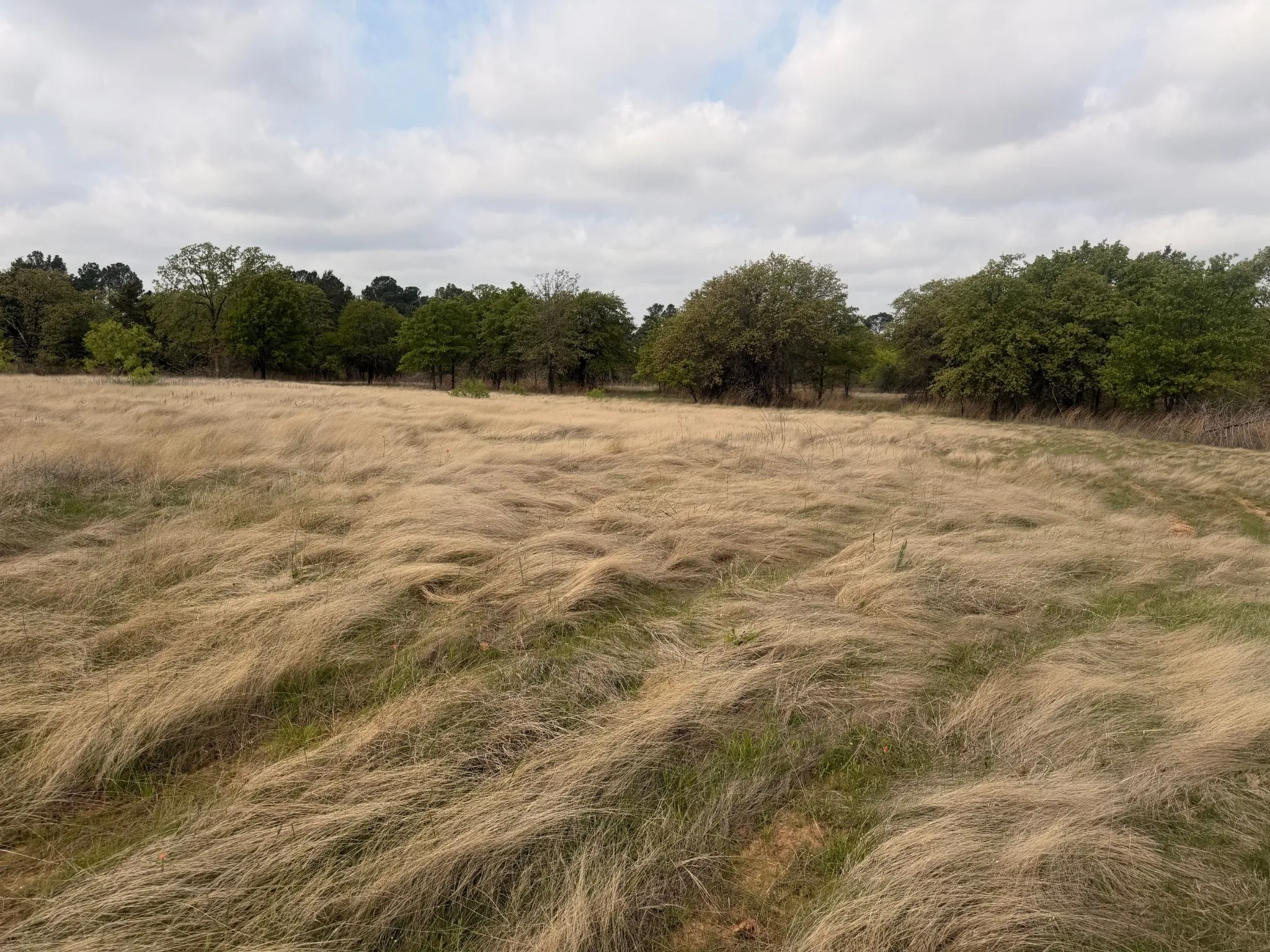 Pasture