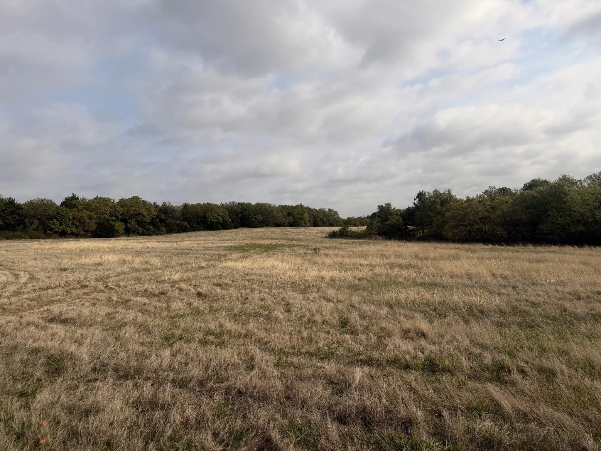 Pasture with oaks and cedars in background