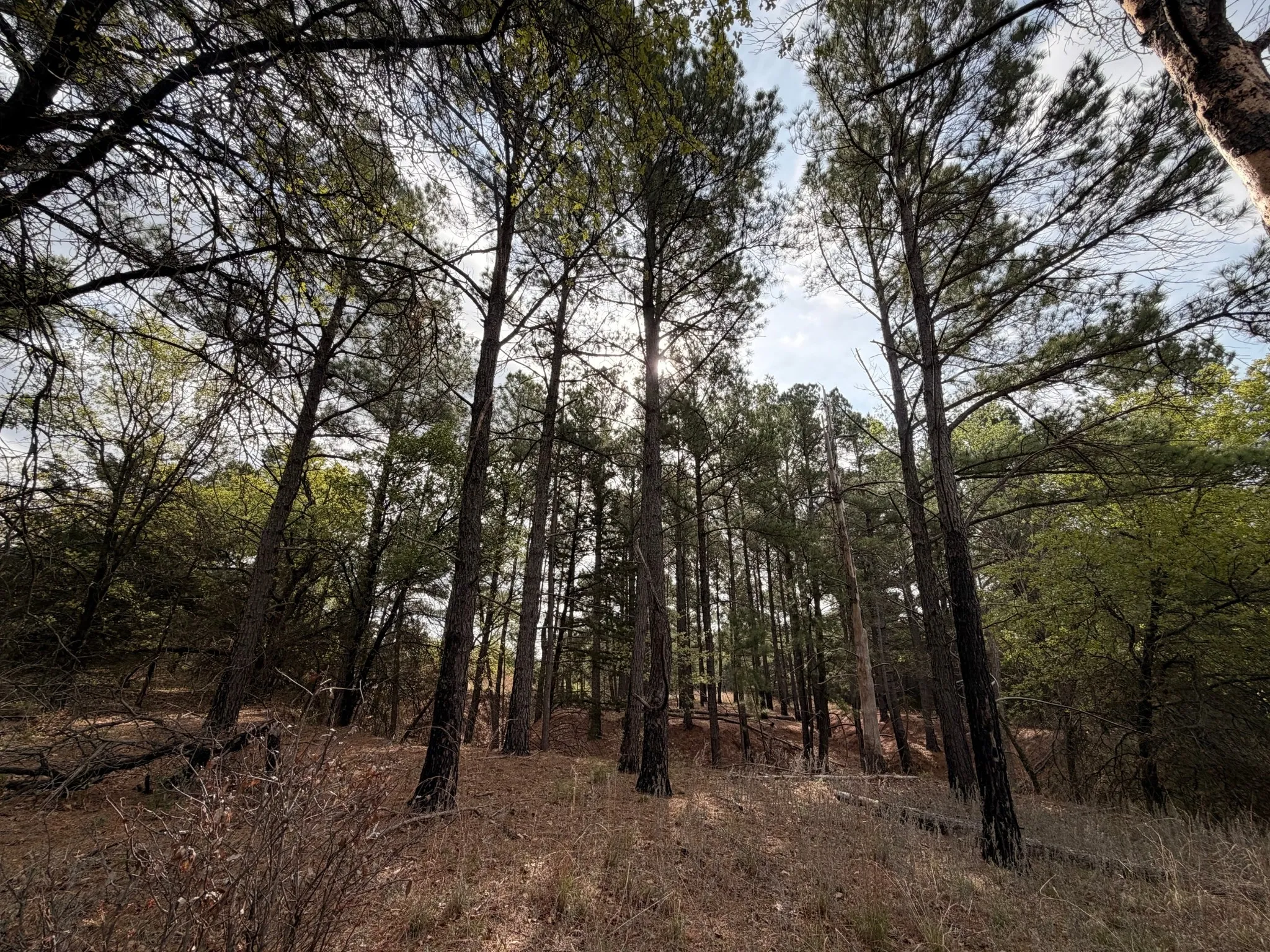 Pines at the back of property