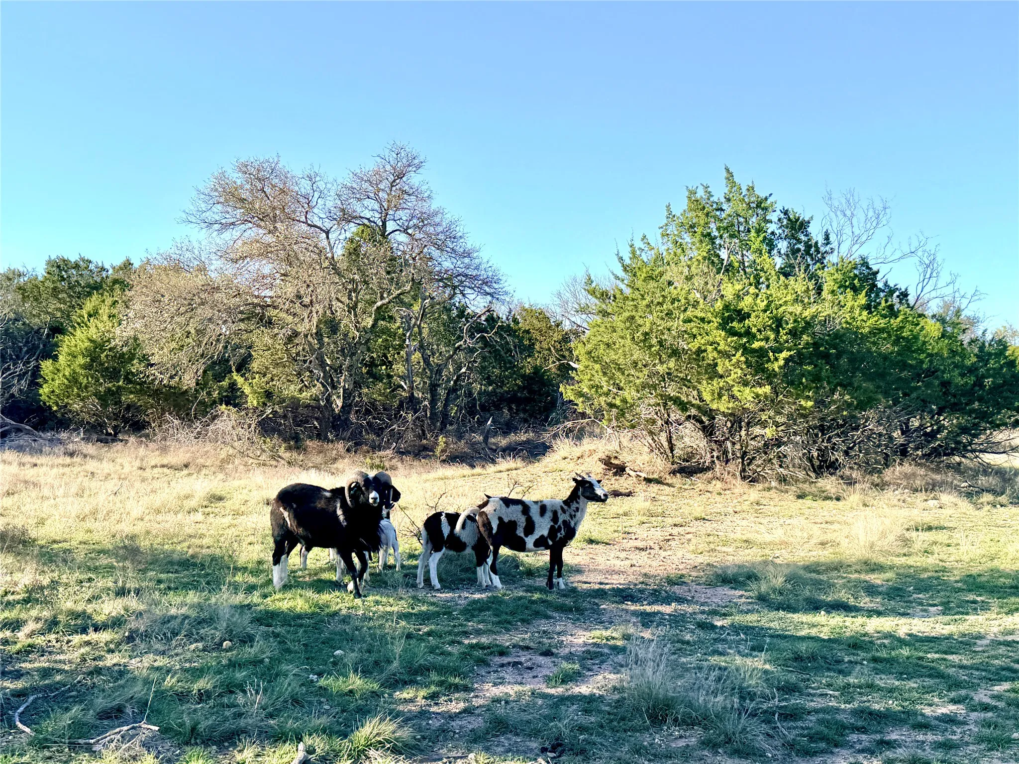 Ranch For Sale in Mills County , 65 County Road 406, Goldthwaite, Texas 76844, 0, 0, Garage spaces, 0 Sqft, built in 0, mls#21211101, Real Estate Agent in Goldthwaite, Homes For Sale in Mills county, Homes For Sale in Goldthwaite, Realtor in Goldthwaite Texas, Real Estate Brokerage Independent Realty Texas, Luminita Cordes Realtor