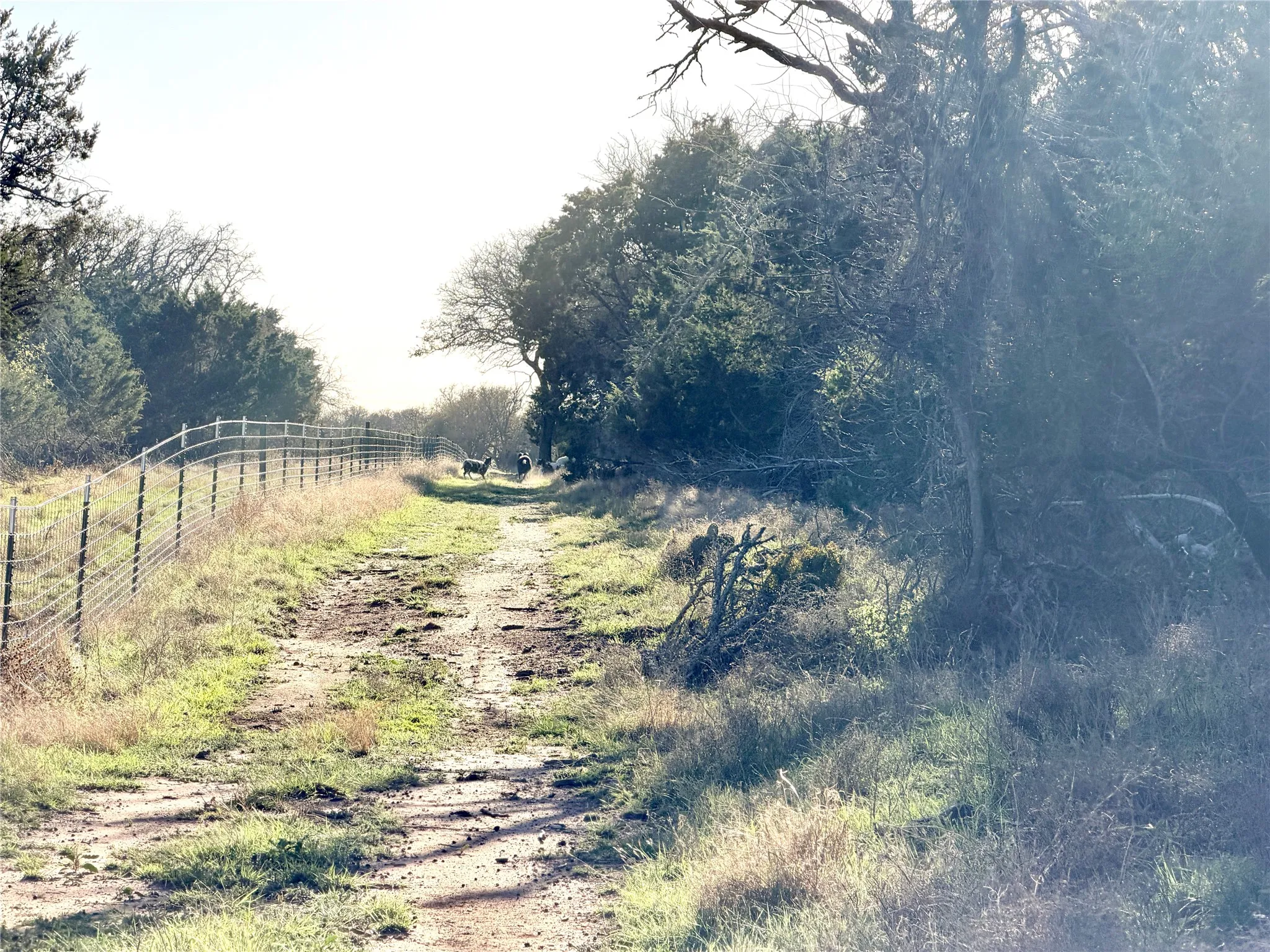 Ranch For Sale in Mills County , 65 CR 406, Goldthwaite, Texas 76844, 0, 0, Garage spaces, 0 Sqft, built in 0, Price $589,172, mls#21211206, Real Estate Agent in Goldthwaite, Homes For Sale in Mills county, Homes For Sale in Goldthwaite, Realtor in Goldthwaite Texas, Real Estate Brokerage Independent Realty Texas, Luminita Cordes Realtor