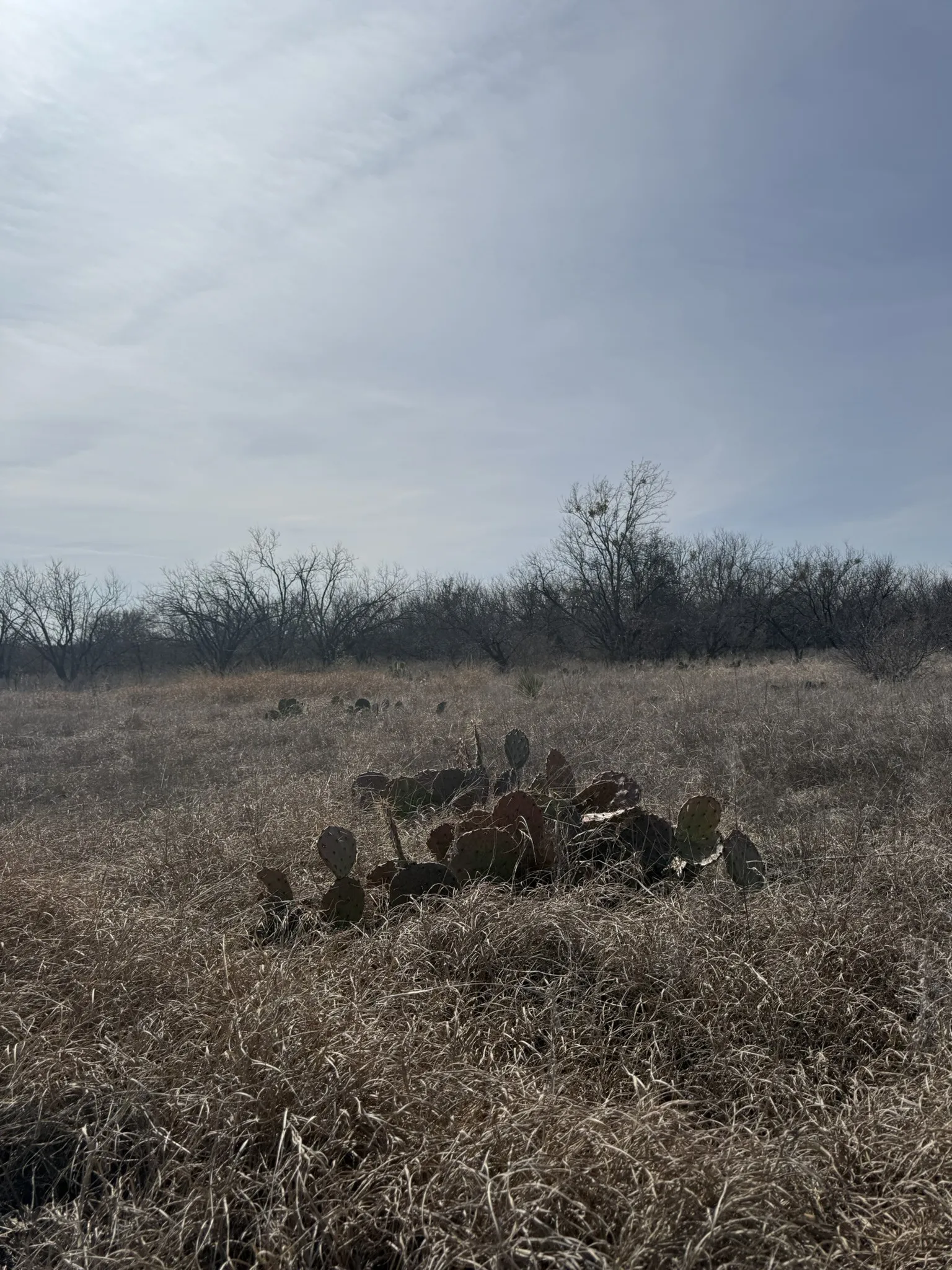 Unimproved Land For Sale in Brown County , TBD 1.75 Acres Sherwood Drive, Brownwood, Texas 76801, 0, 0, Garage spaces, 0 Sqft, built in 0, mls#21187912, Real Estate Agent in Brownwood, Homes For Sale in Brown county, Homes For Sale in Brownwood, Realtor in Brownwood Texas, Real Estate Brokerage Independent Realty Texas, Luminita Cordes Realtor