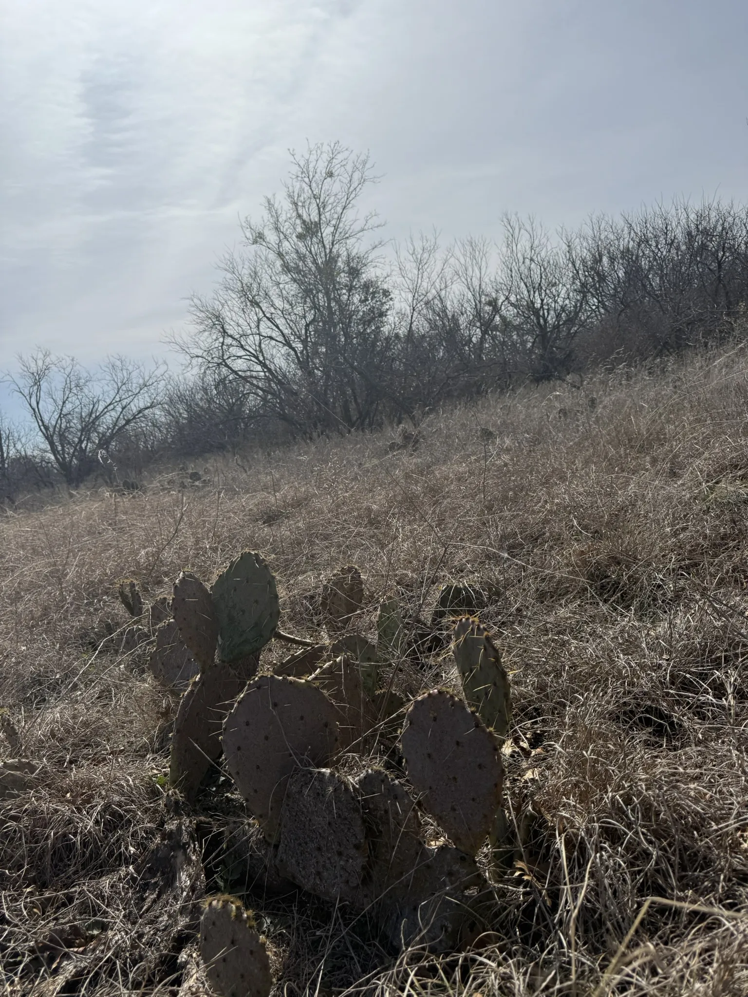 Unimproved Land For Sale in Brown County , TBD 1.75 Acres Sherwood Drive, Brownwood, Texas 76801, 0, 0, Garage spaces, 0 Sqft, built in 0, mls#21187912, Real Estate Agent in Brownwood, Homes For Sale in Brown county, Homes For Sale in Brownwood, Realtor in Brownwood Texas, Real Estate Brokerage Independent Realty Texas, Luminita Cordes Realtor
