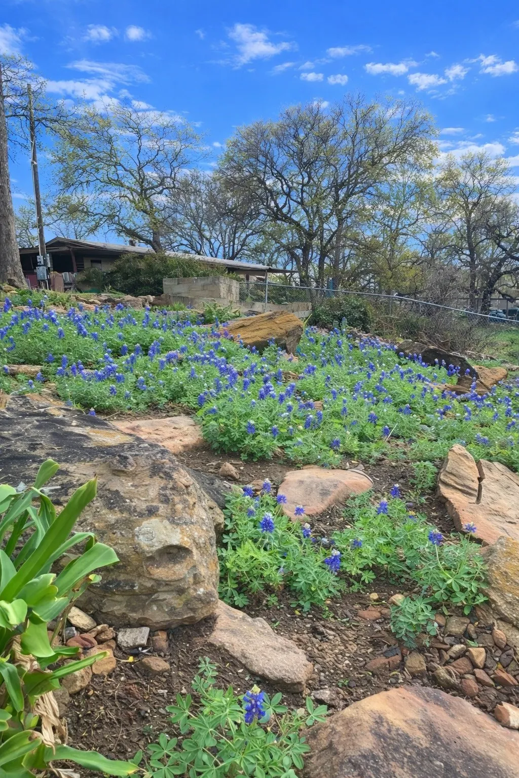Seasonal Texas bluebonnets brighten the landscaped grounds.