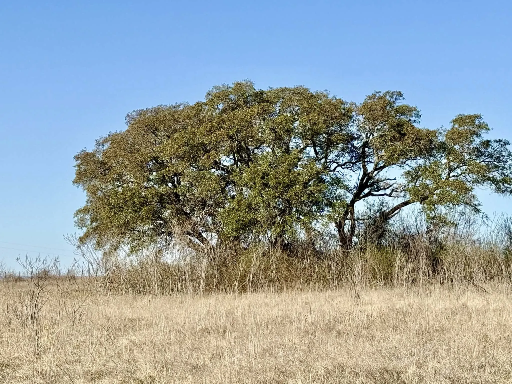 Ranch For Sale in Comanche County , TBD 20.02 acres CR 328, Dublin, Texas 76446, 0, 0, Garage spaces, 0 Sqft, built in 0, Price $195,000, mls#21212141, Real Estate Agent in Dublin, Homes For Sale in Comanche county, Homes For Sale in Dublin, Realtor in Dublin Texas, Real Estate Brokerage Independent Realty Texas, Luminita Cordes Realtor