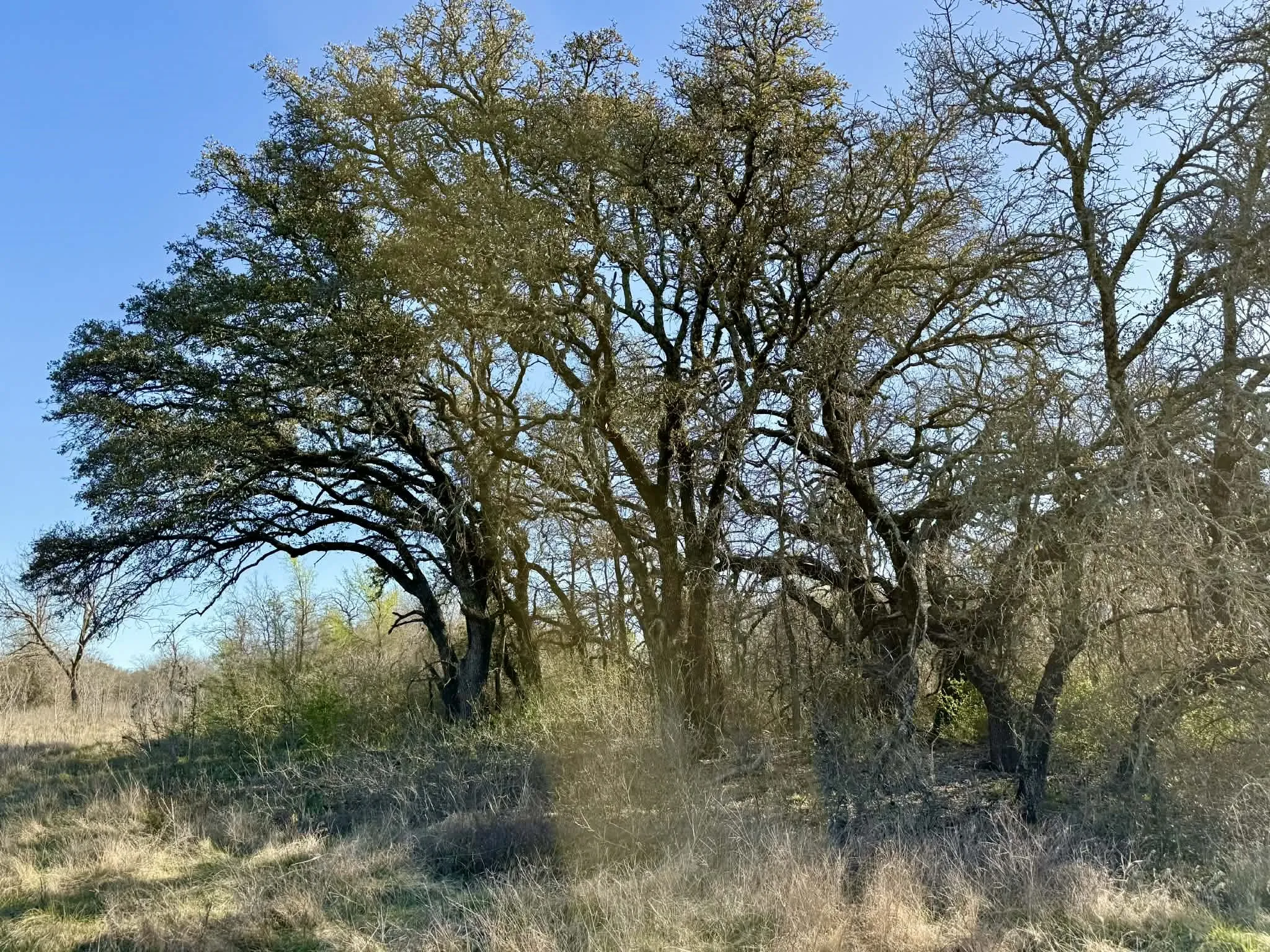 Ranch For Sale in Comanche County , TBD 20.02 acres CR 328, Dublin, Texas 76446, 0, 0, Garage spaces, 0 Sqft, built in 0, Price $195,000, mls#21212141, Real Estate Agent in Dublin, Homes For Sale in Comanche county, Homes For Sale in Dublin, Realtor in Dublin Texas, Real Estate Brokerage Independent Realty Texas, Luminita Cordes Realtor