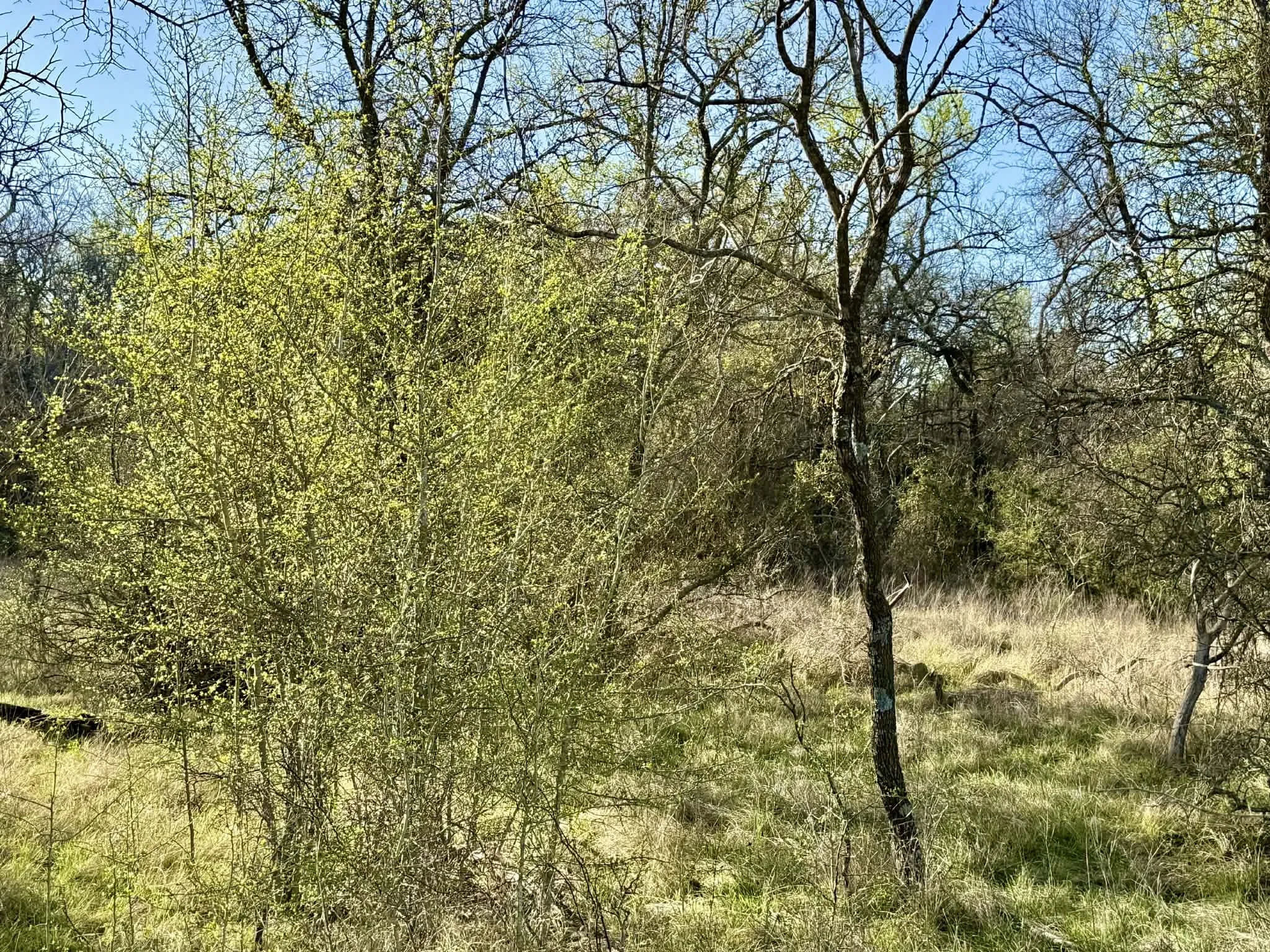 Ranch For Sale in Comanche County , TBD 20.02 acres CR 328, Dublin, Texas 76446, 0, 0, Garage spaces, 0 Sqft, built in 0, Price $195,000, mls#21212141, Real Estate Agent in Dublin, Homes For Sale in Comanche county, Homes For Sale in Dublin, Realtor in Dublin Texas, Real Estate Brokerage Independent Realty Texas, Luminita Cordes Realtor