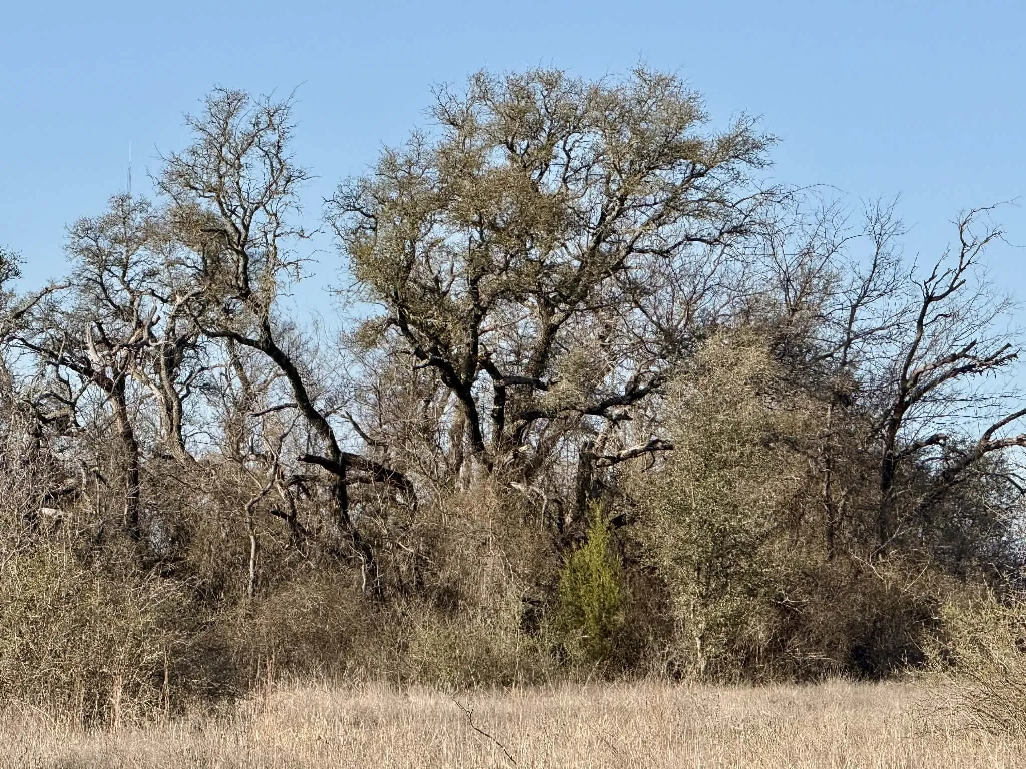 Ranch For Sale in Comanche County , TBD 20.02 acres CR 328, Dublin, Texas 76446, 0, 0, Garage spaces, 0 Sqft, built in 0, Price $195,000, mls#21212141, Real Estate Agent in Dublin, Homes For Sale in Comanche county, Homes For Sale in Dublin, Realtor in Dublin Texas, Real Estate Brokerage Independent Realty Texas, Luminita Cordes Realtor