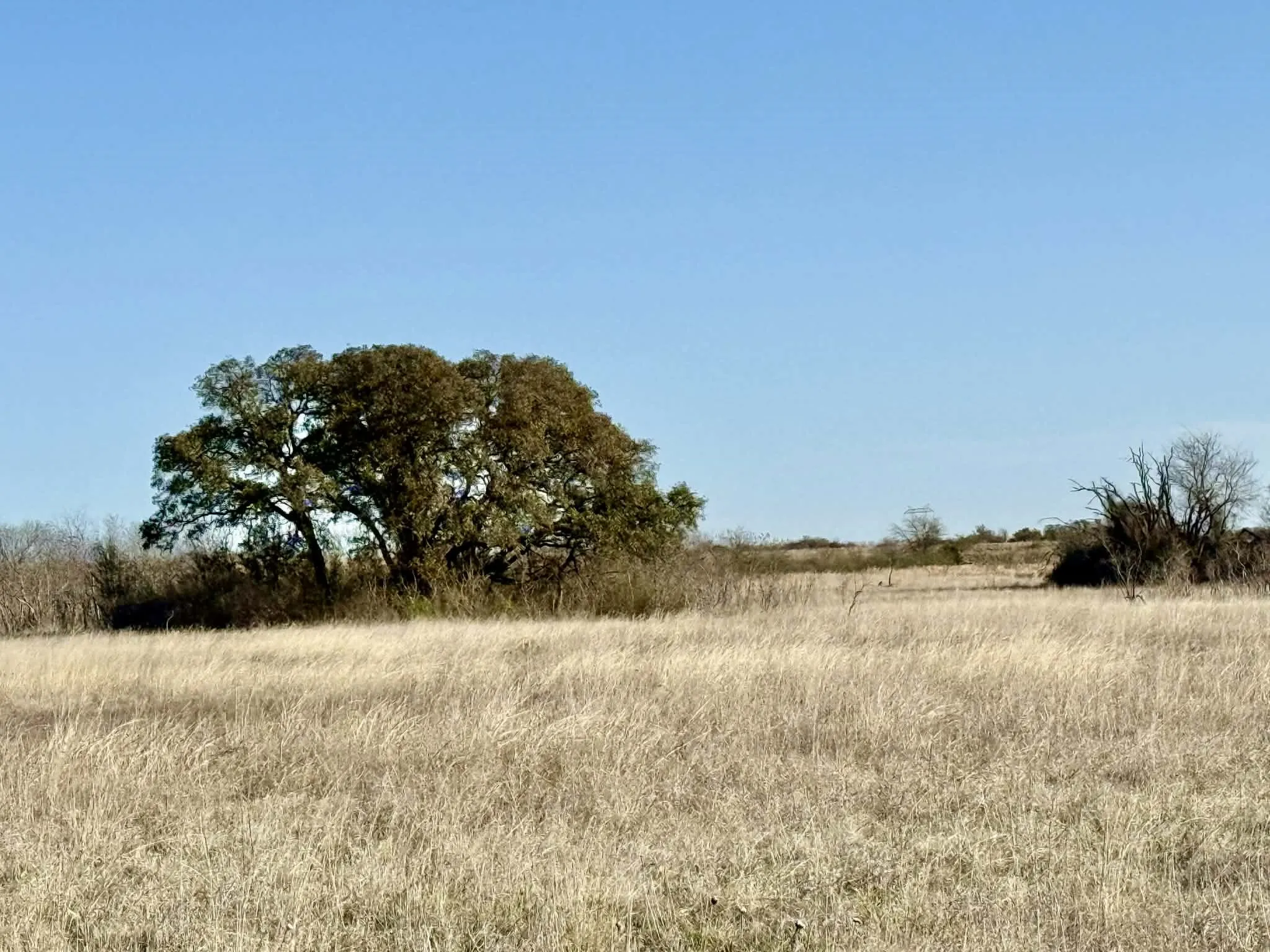 Ranch For Sale in Comanche County , TBD 20.02 acres CR 328, Dublin, Texas 76446, 0, 0, Garage spaces, 0 Sqft, built in 0, Price $195,000, mls#21212141, Real Estate Agent in Dublin, Homes For Sale in Comanche county, Homes For Sale in Dublin, Realtor in Dublin Texas, Real Estate Brokerage Independent Realty Texas, Luminita Cordes Realtor
