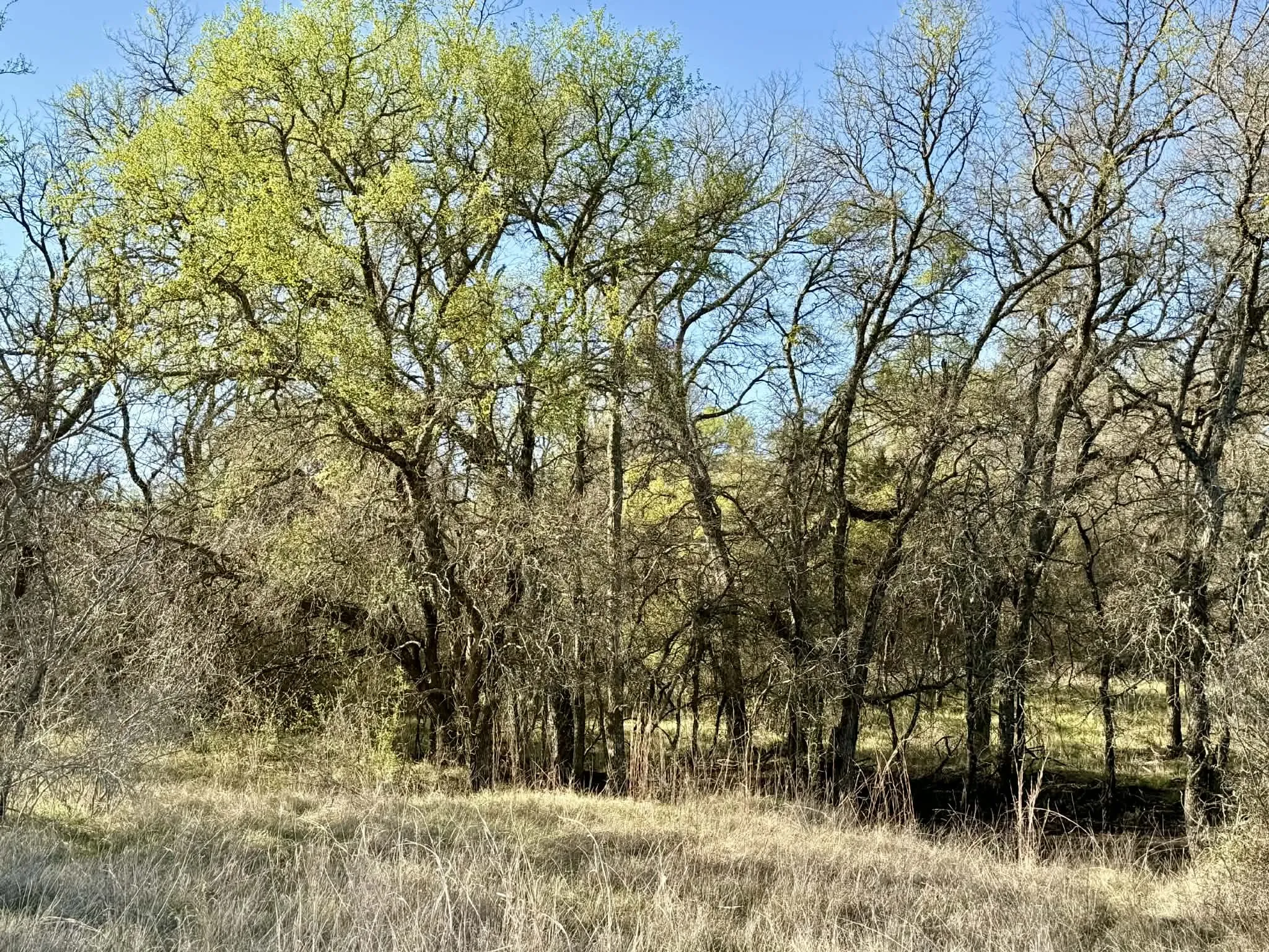 Ranch For Sale in Comanche County , TBD 20.02 acres CR 328, Dublin, Texas 76446, 0, 0, Garage spaces, 0 Sqft, built in 0, Price $195,000, mls#21212141, Real Estate Agent in Dublin, Homes For Sale in Comanche county, Homes For Sale in Dublin, Realtor in Dublin Texas, Real Estate Brokerage Independent Realty Texas, Luminita Cordes Realtor