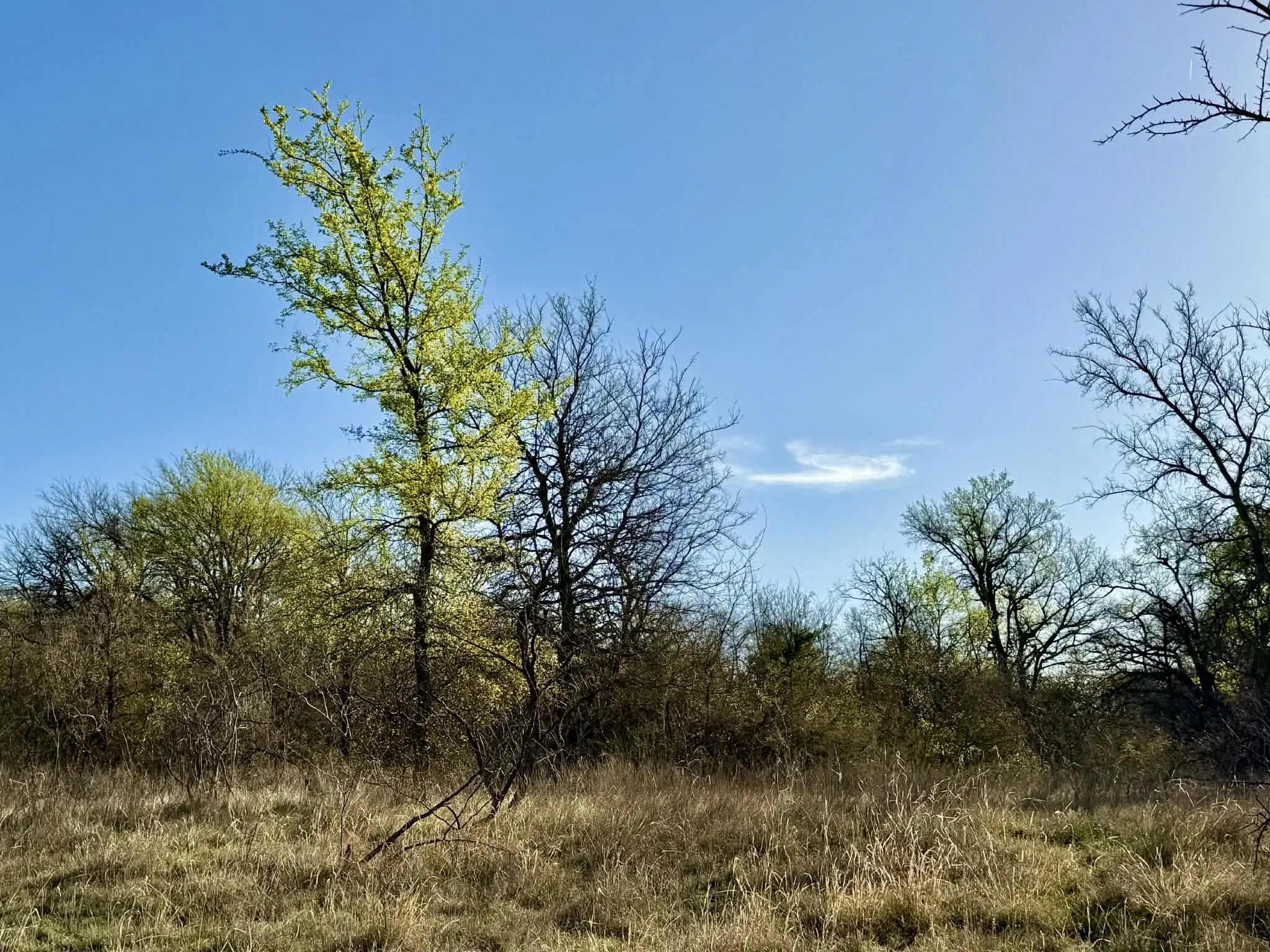 Ranch For Sale in Comanche County , TBD 20.02 acres CR 328, Dublin, Texas 76446, 0, 0, Garage spaces, 0 Sqft, built in 0, Price $195,000, mls#21212141, Real Estate Agent in Dublin, Homes For Sale in Comanche county, Homes For Sale in Dublin, Realtor in Dublin Texas, Real Estate Brokerage Independent Realty Texas, Luminita Cordes Realtor