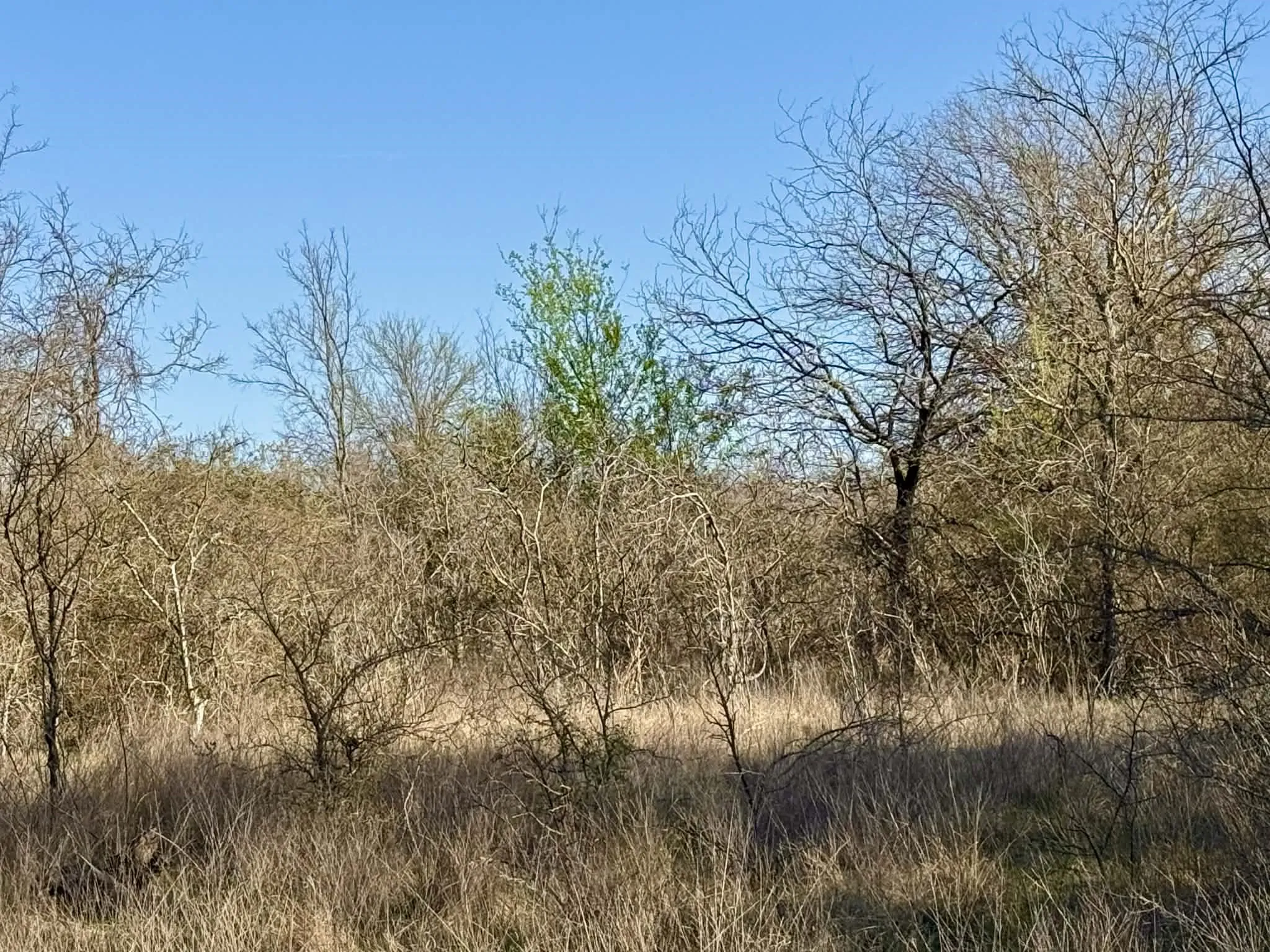 Ranch For Sale in Comanche County , TBD 20.02 acres CR 328, Dublin, Texas 76446, 0, 0, Garage spaces, 0 Sqft, built in 0, Price $195,000, mls#21212141, Real Estate Agent in Dublin, Homes For Sale in Comanche county, Homes For Sale in Dublin, Realtor in Dublin Texas, Real Estate Brokerage Independent Realty Texas, Luminita Cordes Realtor