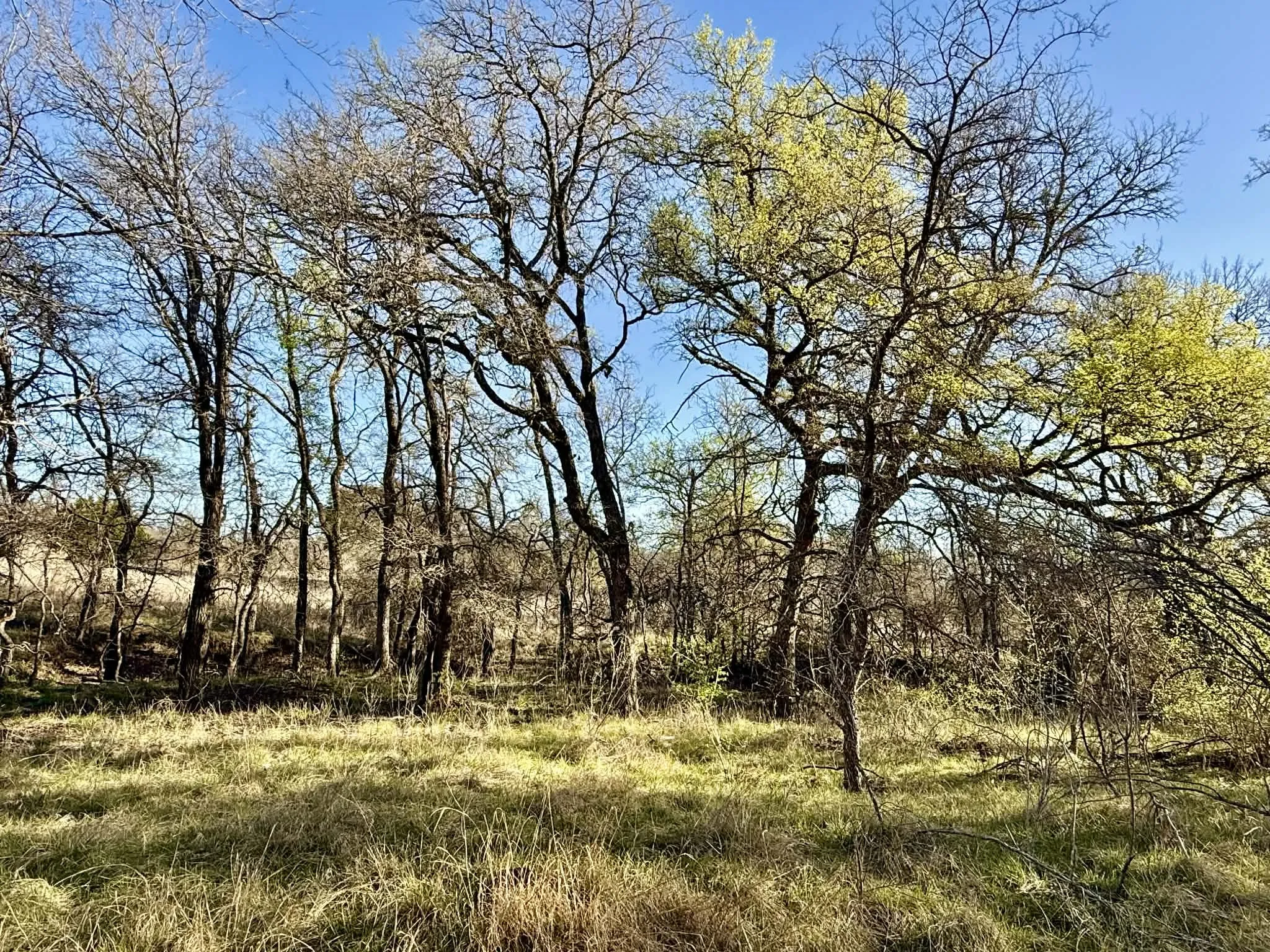 Ranch For Sale in Comanche County , TBD 20.02 acres CR 328, Dublin, Texas 76446, 0, 0, Garage spaces, 0 Sqft, built in 0, Price $195,000, mls#21212141, Real Estate Agent in Dublin, Homes For Sale in Comanche county, Homes For Sale in Dublin, Realtor in Dublin Texas, Real Estate Brokerage Independent Realty Texas, Luminita Cordes Realtor