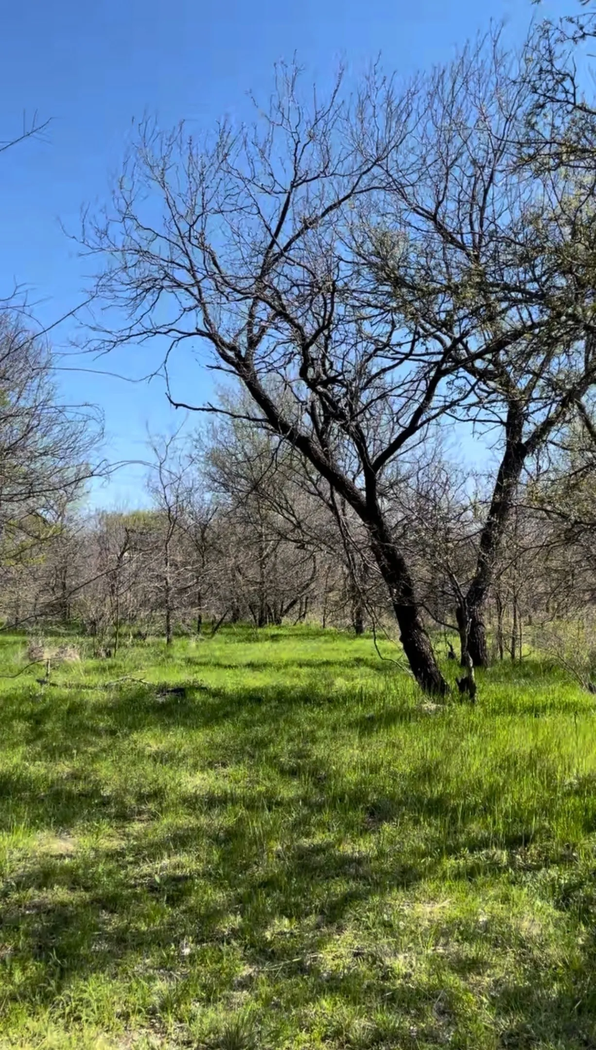 Unimproved Land For Sale in Wise County , TBD Port O Call Drive, Runaway Bay, Texas 76426, 0, 0, Garage spaces, 0 Sqft, built in 0, Price $105,000, mls#21212088, Real Estate Agent in Runaway Bay, Homes For Sale in Wise county, Homes For Sale in Runaway Bay, Realtor in Runaway Bay Texas, Real Estate Brokerage Independent Realty Texas, Luminita Cordes Realtor