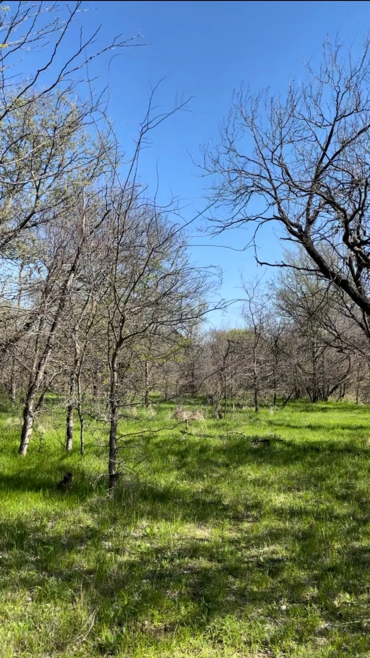 Unimproved Land For Sale in Wise County , TBD Port O Call Drive, Runaway Bay, Texas 76426, 0, 0, Garage spaces, 0 Sqft, built in 0, Price $105,000, mls#21212088, Real Estate Agent in Runaway Bay, Homes For Sale in Wise county, Homes For Sale in Runaway Bay, Realtor in Runaway Bay Texas, Real Estate Brokerage Independent Realty Texas, Luminita Cordes Realtor