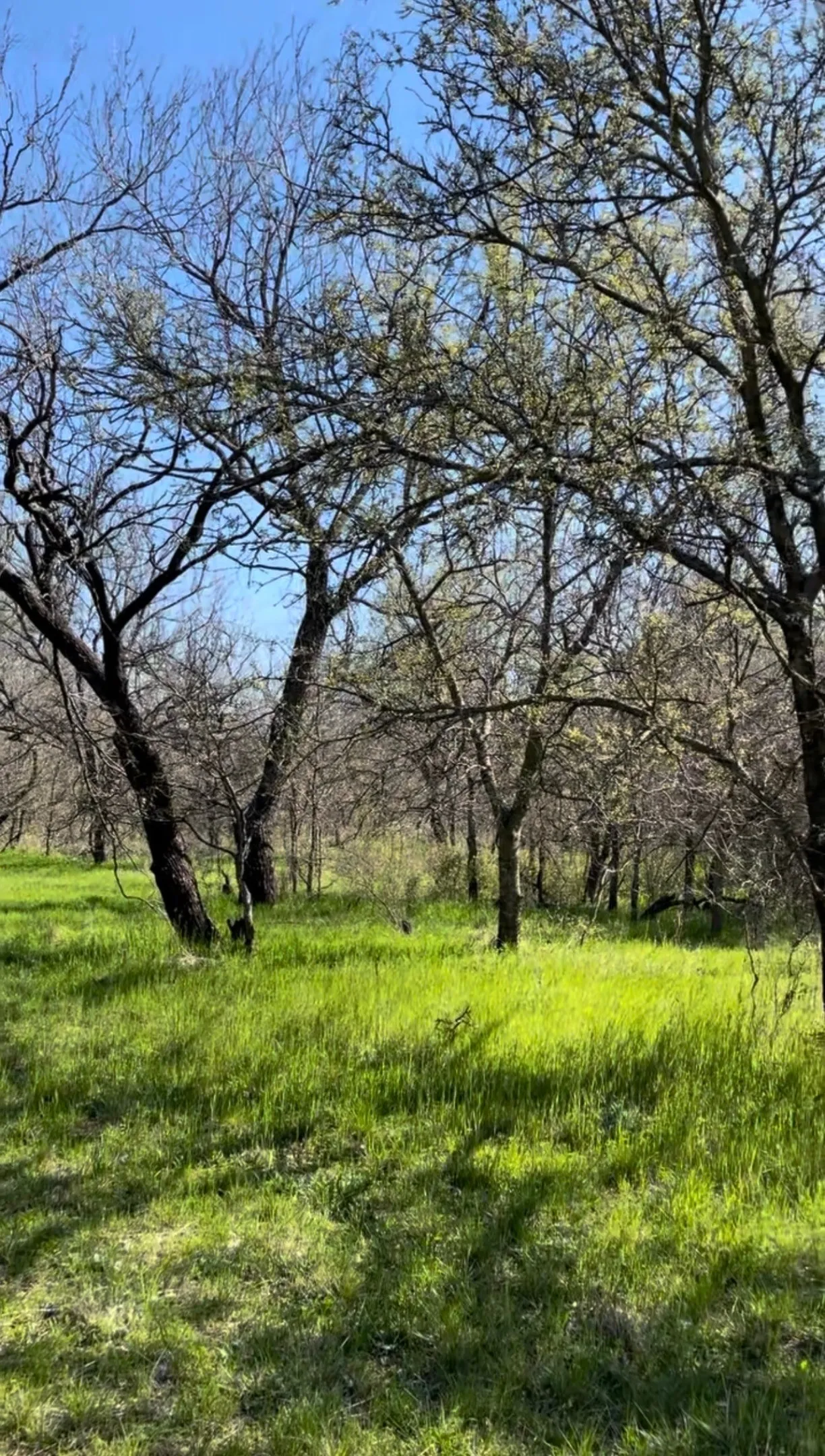 Unimproved Land For Sale in Wise County , TBD Port O Call Drive, Runaway Bay, Texas 76426, 0, 0, Garage spaces, 0 Sqft, built in 0, Price $105,000, mls#21212088, Real Estate Agent in Runaway Bay, Homes For Sale in Wise county, Homes For Sale in Runaway Bay, Realtor in Runaway Bay Texas, Real Estate Brokerage Independent Realty Texas, Luminita Cordes Realtor