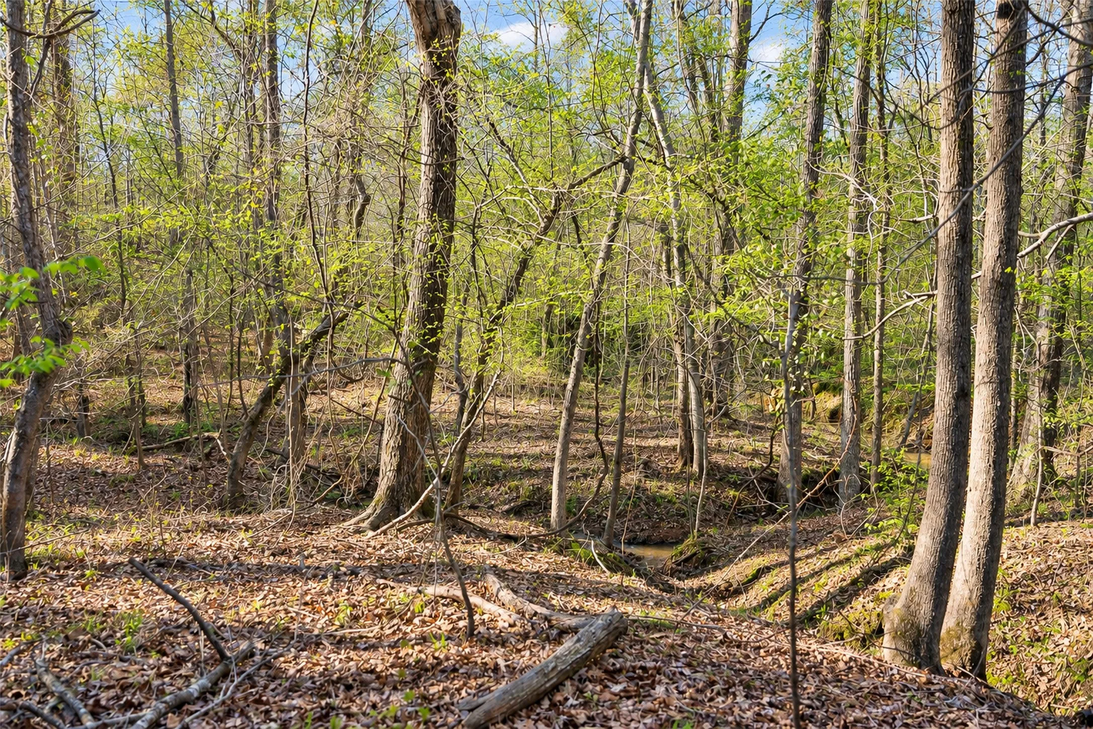 Unimproved Land For Sale in Cherokee County , 0 Farm to Market Road 747, Jacksonville, Texas 75766, 0, 0, Garage spaces, 0 Sqft, built in 0, mls#21213336, Real Estate Agent in Jacksonville, Homes For Sale in Cherokee county, Homes For Sale in Jacksonville, Realtor in Jacksonville Texas, Real Estate Brokerage Independent Realty Texas, Luminita Cordes Realtor