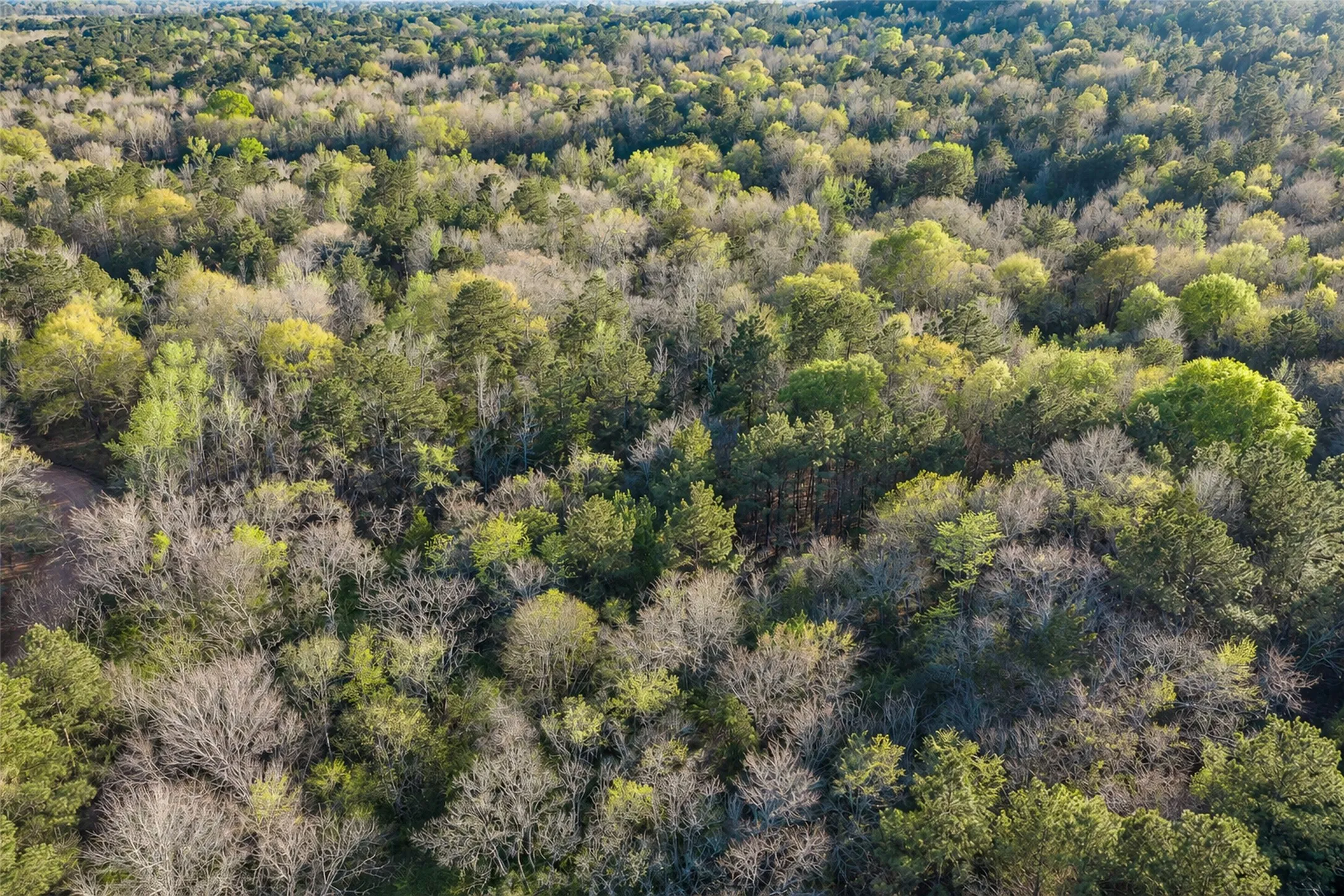 Unimproved Land For Sale in Cherokee County , 0 Farm to Market Road 747, Jacksonville, Texas 75766, 0, 0, Garage spaces, 0 Sqft, built in 0, mls#21213336, Real Estate Agent in Jacksonville, Homes For Sale in Cherokee county, Homes For Sale in Jacksonville, Realtor in Jacksonville Texas, Real Estate Brokerage Independent Realty Texas, Luminita Cordes Realtor