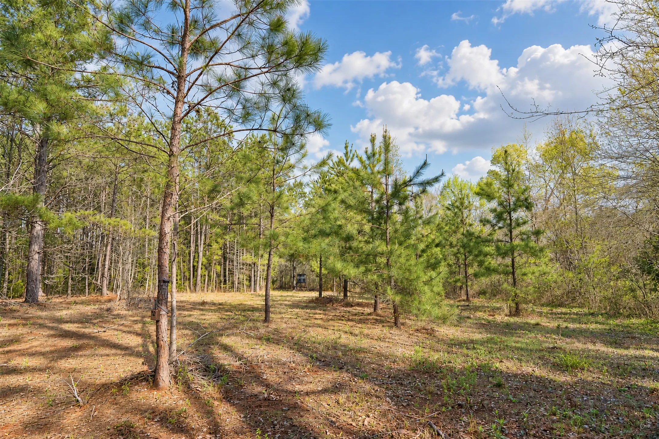 Unimproved Land For Sale in Cherokee County , 0 Farm to Market Road 747, Jacksonville, Texas 75766, 0, 0, Garage spaces, 0 Sqft, built in 0, mls#21213336, Real Estate Agent in Jacksonville, Homes For Sale in Cherokee county, Homes For Sale in Jacksonville, Realtor in Jacksonville Texas, Real Estate Brokerage Independent Realty Texas, Luminita Cordes Realtor