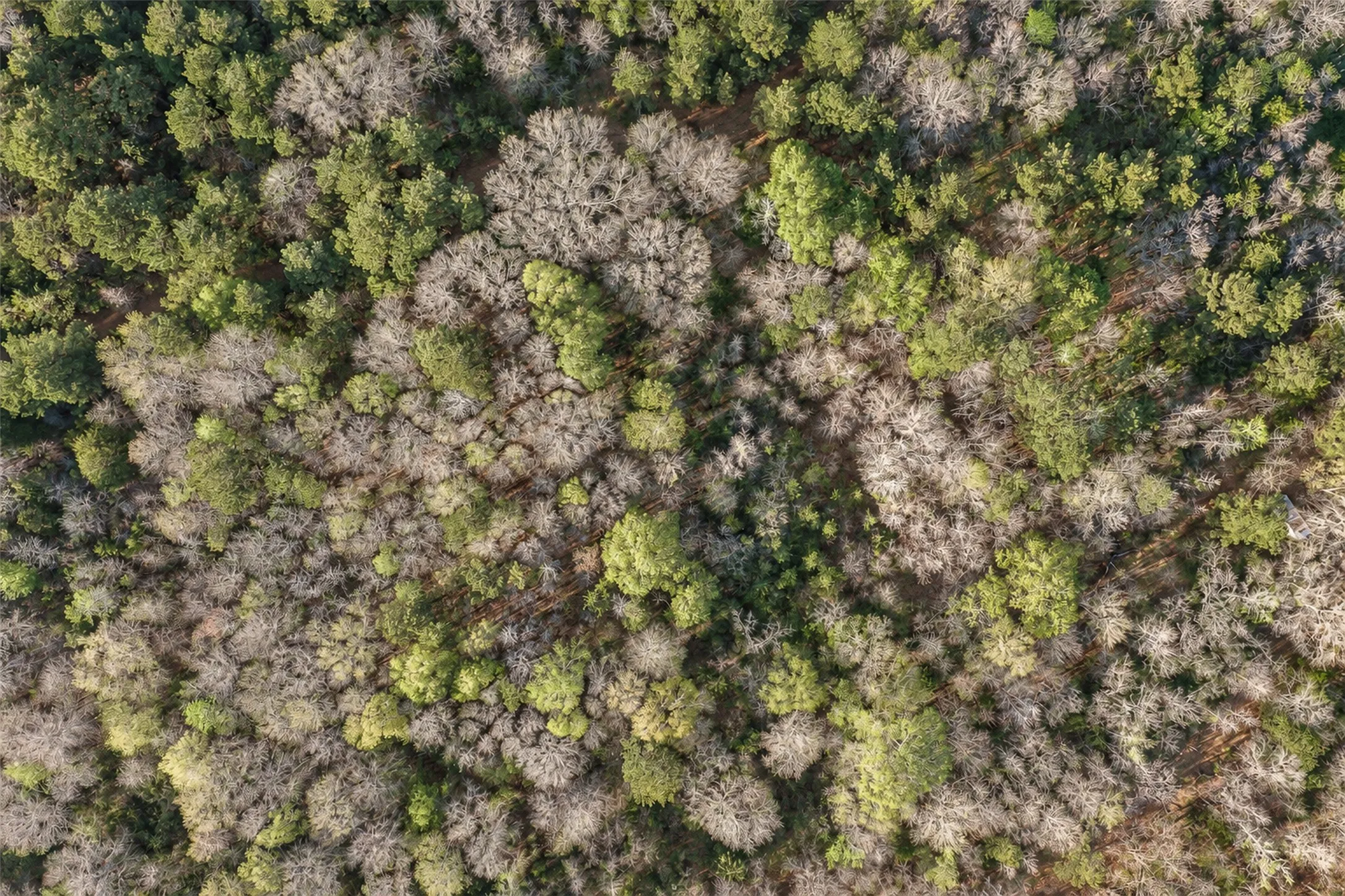 Unimproved Land For Sale in Cherokee County , 0 Farm to Market Road 747, Jacksonville, Texas 75766, 0, 0, Garage spaces, 0 Sqft, built in 0, mls#21213336, Real Estate Agent in Jacksonville, Homes For Sale in Cherokee county, Homes For Sale in Jacksonville, Realtor in Jacksonville Texas, Real Estate Brokerage Independent Realty Texas, Luminita Cordes Realtor