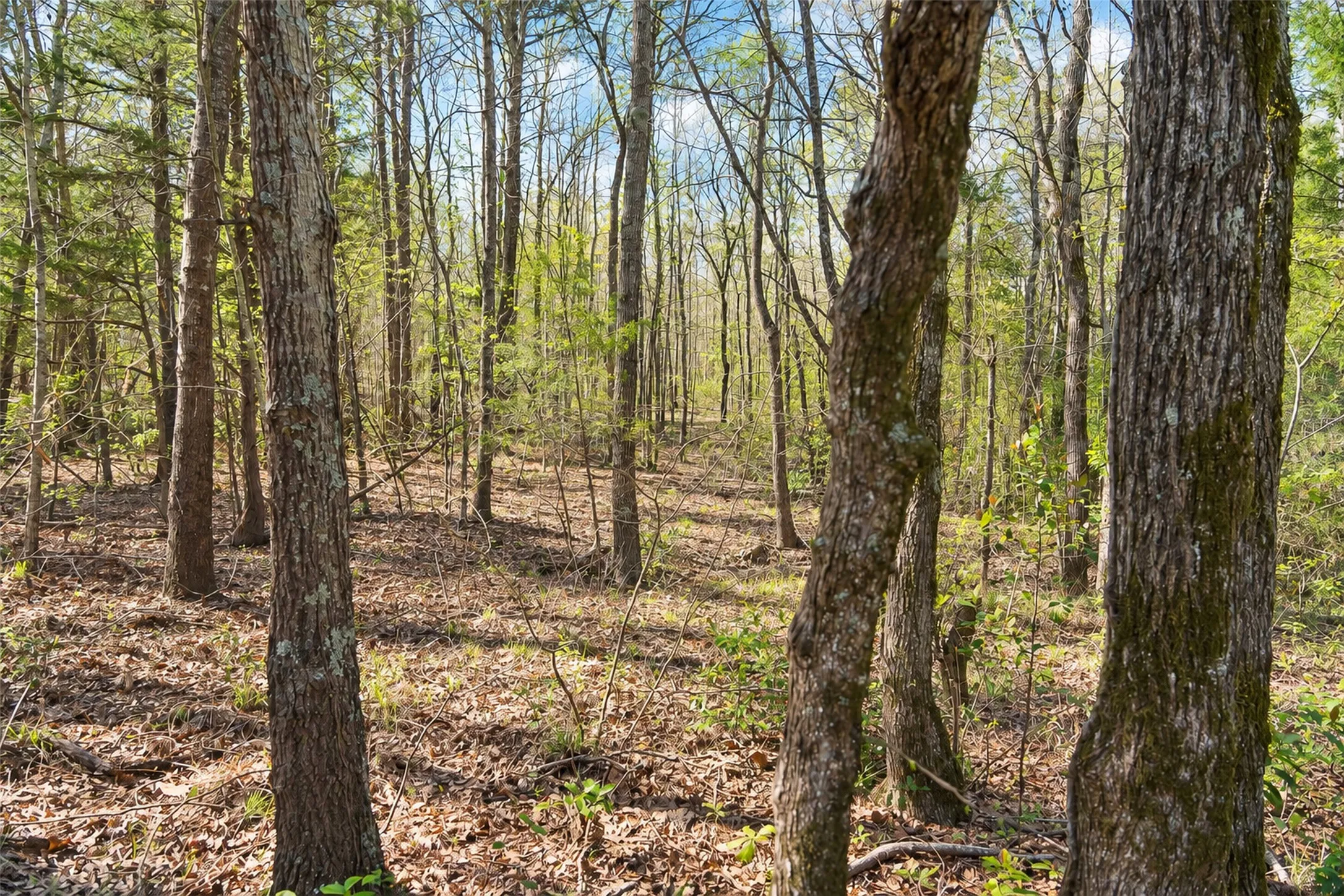 Unimproved Land For Sale in Cherokee County , 0 Farm to Market Road 747, Jacksonville, Texas 75766, 0, 0, Garage spaces, 0 Sqft, built in 0, mls#21213336, Real Estate Agent in Jacksonville, Homes For Sale in Cherokee county, Homes For Sale in Jacksonville, Realtor in Jacksonville Texas, Real Estate Brokerage Independent Realty Texas, Luminita Cordes Realtor