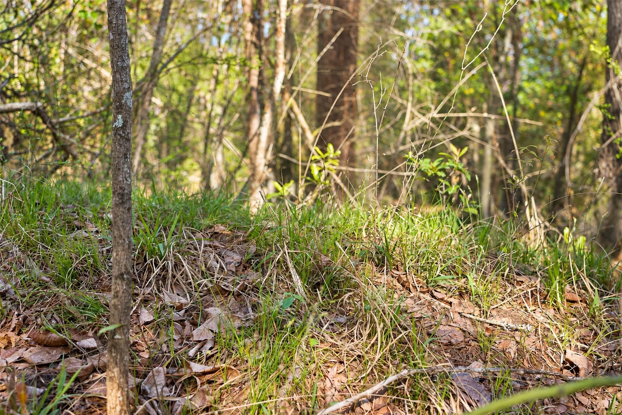 Unimproved Land For Sale in Cherokee County , 0 Farm to Market Road 747, Jacksonville, Texas 75766, 0, 0, Garage spaces, 0 Sqft, built in 0, mls#21213336, Real Estate Agent in Jacksonville, Homes For Sale in Cherokee county, Homes For Sale in Jacksonville, Realtor in Jacksonville Texas, Real Estate Brokerage Independent Realty Texas, Luminita Cordes Realtor