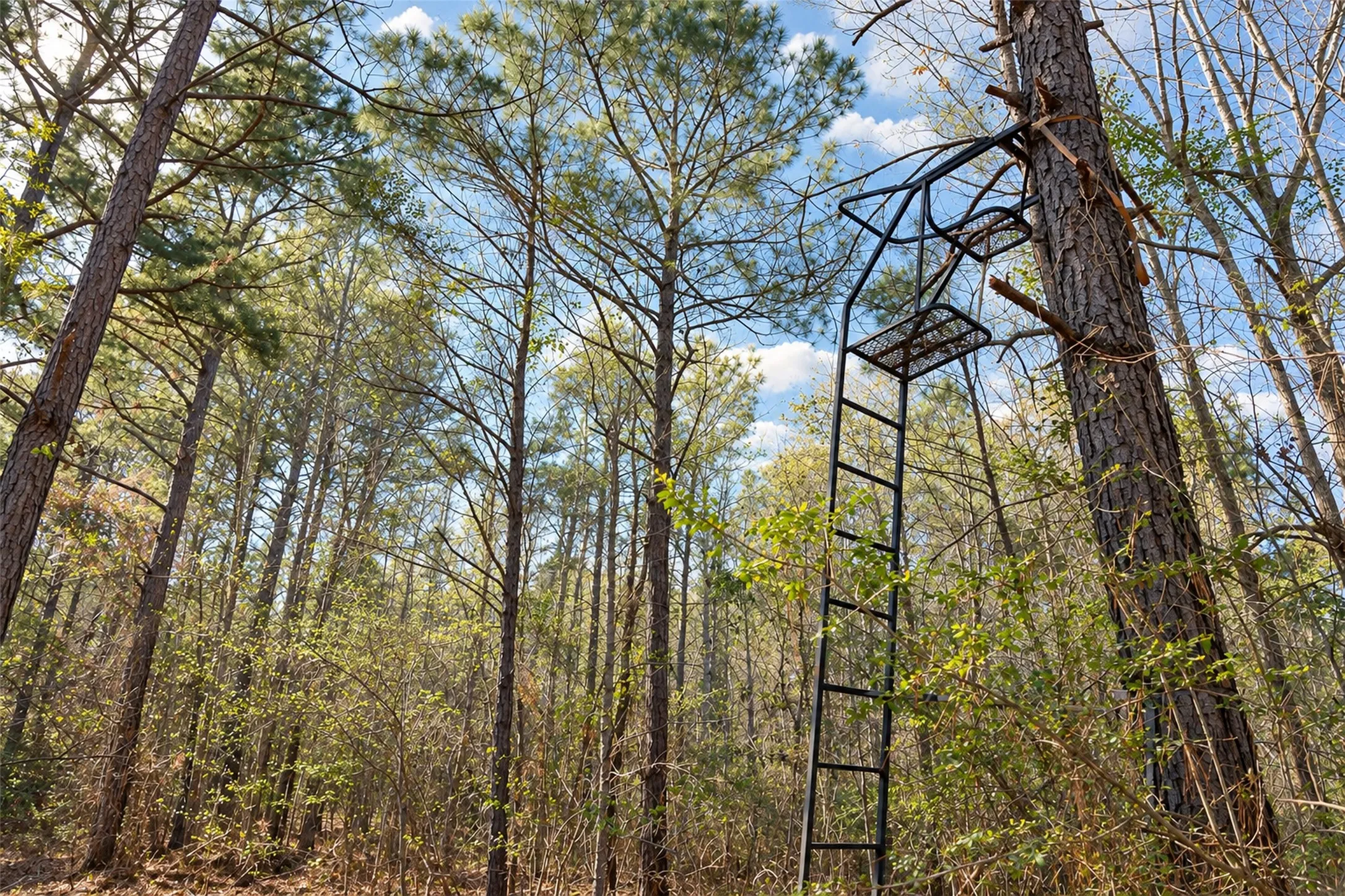Unimproved Land For Sale in Cherokee County , 0 Farm to Market Road 747, Jacksonville, Texas 75766, 0, 0, Garage spaces, 0 Sqft, built in 0, mls#21213336, Real Estate Agent in Jacksonville, Homes For Sale in Cherokee county, Homes For Sale in Jacksonville, Realtor in Jacksonville Texas, Real Estate Brokerage Independent Realty Texas, Luminita Cordes Realtor