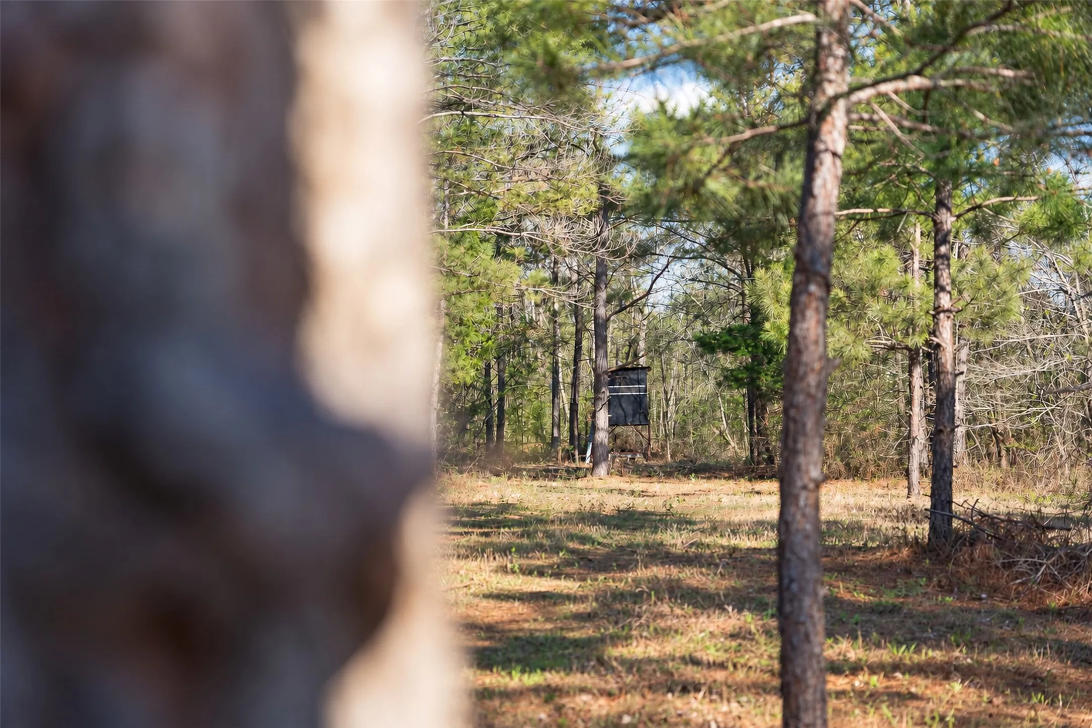 Unimproved Land For Sale in Cherokee County , 0 Farm to Market Road 747, Jacksonville, Texas 75766, 0, 0, Garage spaces, 0 Sqft, built in 0, mls#21213336, Real Estate Agent in Jacksonville, Homes For Sale in Cherokee county, Homes For Sale in Jacksonville, Realtor in Jacksonville Texas, Real Estate Brokerage Independent Realty Texas, Luminita Cordes Realtor