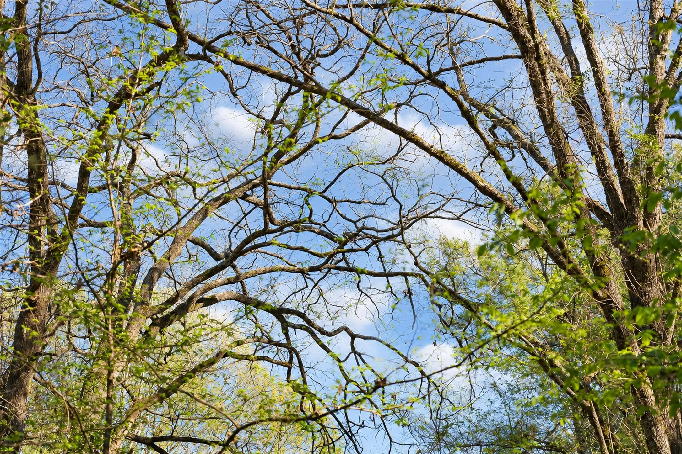 Unimproved Land For Sale in Cherokee County , 0 Farm to Market Road 747, Jacksonville, Texas 75766, 0, 0, Garage spaces, 0 Sqft, built in 0, mls#21213336, Real Estate Agent in Jacksonville, Homes For Sale in Cherokee county, Homes For Sale in Jacksonville, Realtor in Jacksonville Texas, Real Estate Brokerage Independent Realty Texas, Luminita Cordes Realtor