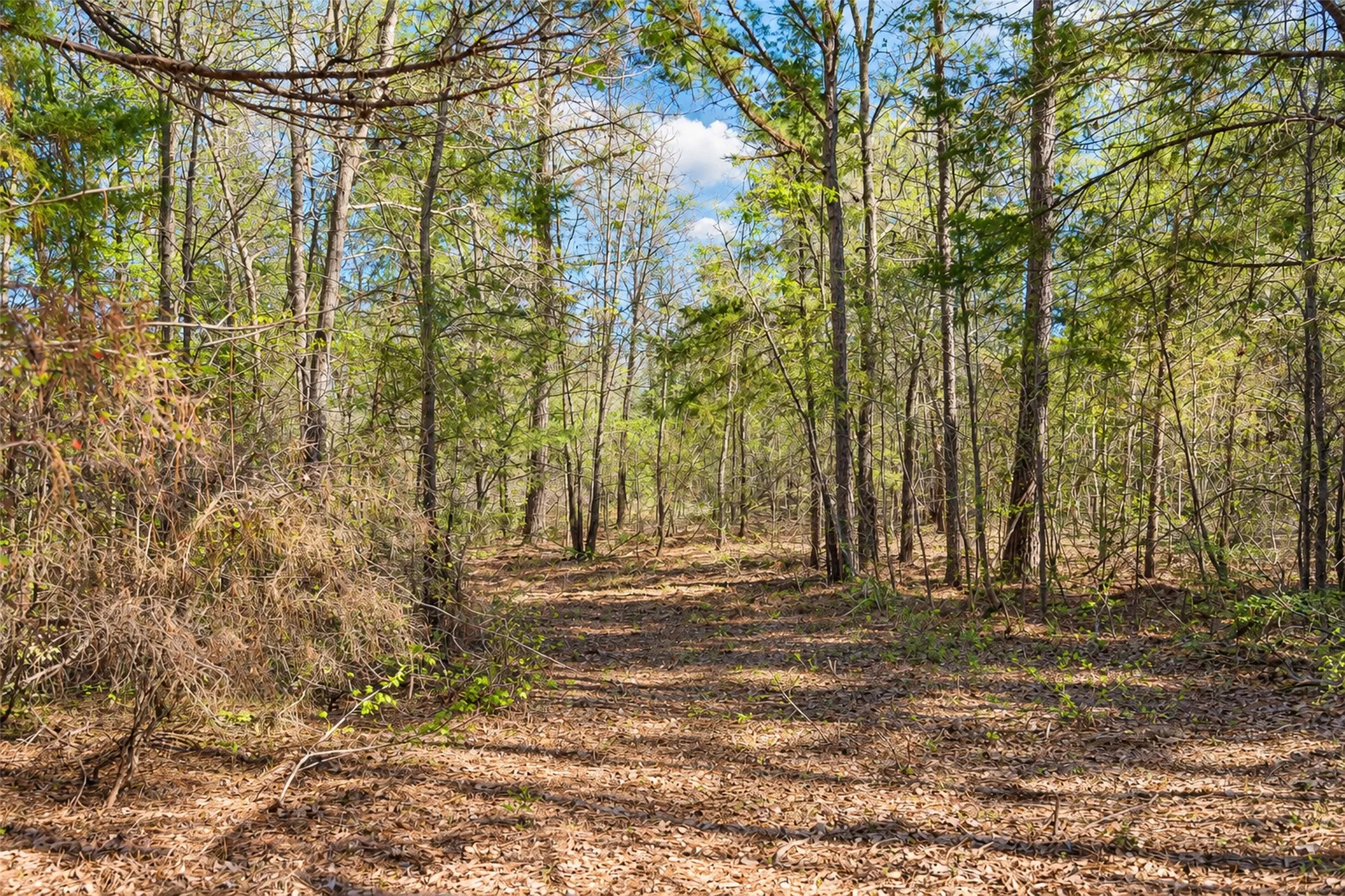 Unimproved Land For Sale in Cherokee County , 0 Farm to Market Road 747, Jacksonville, Texas 75766, 0, 0, Garage spaces, 0 Sqft, built in 0, mls#21213336, Real Estate Agent in Jacksonville, Homes For Sale in Cherokee county, Homes For Sale in Jacksonville, Realtor in Jacksonville Texas, Real Estate Brokerage Independent Realty Texas, Luminita Cordes Realtor