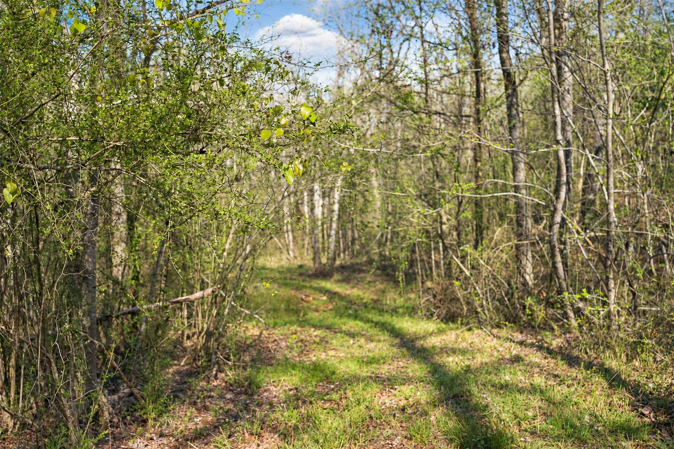 Unimproved Land For Sale in Cherokee County , 0 Farm to Market Road 747, Jacksonville, Texas 75766, 0, 0, Garage spaces, 0 Sqft, built in 0, mls#21213336, Real Estate Agent in Jacksonville, Homes For Sale in Cherokee county, Homes For Sale in Jacksonville, Realtor in Jacksonville Texas, Real Estate Brokerage Independent Realty Texas, Luminita Cordes Realtor