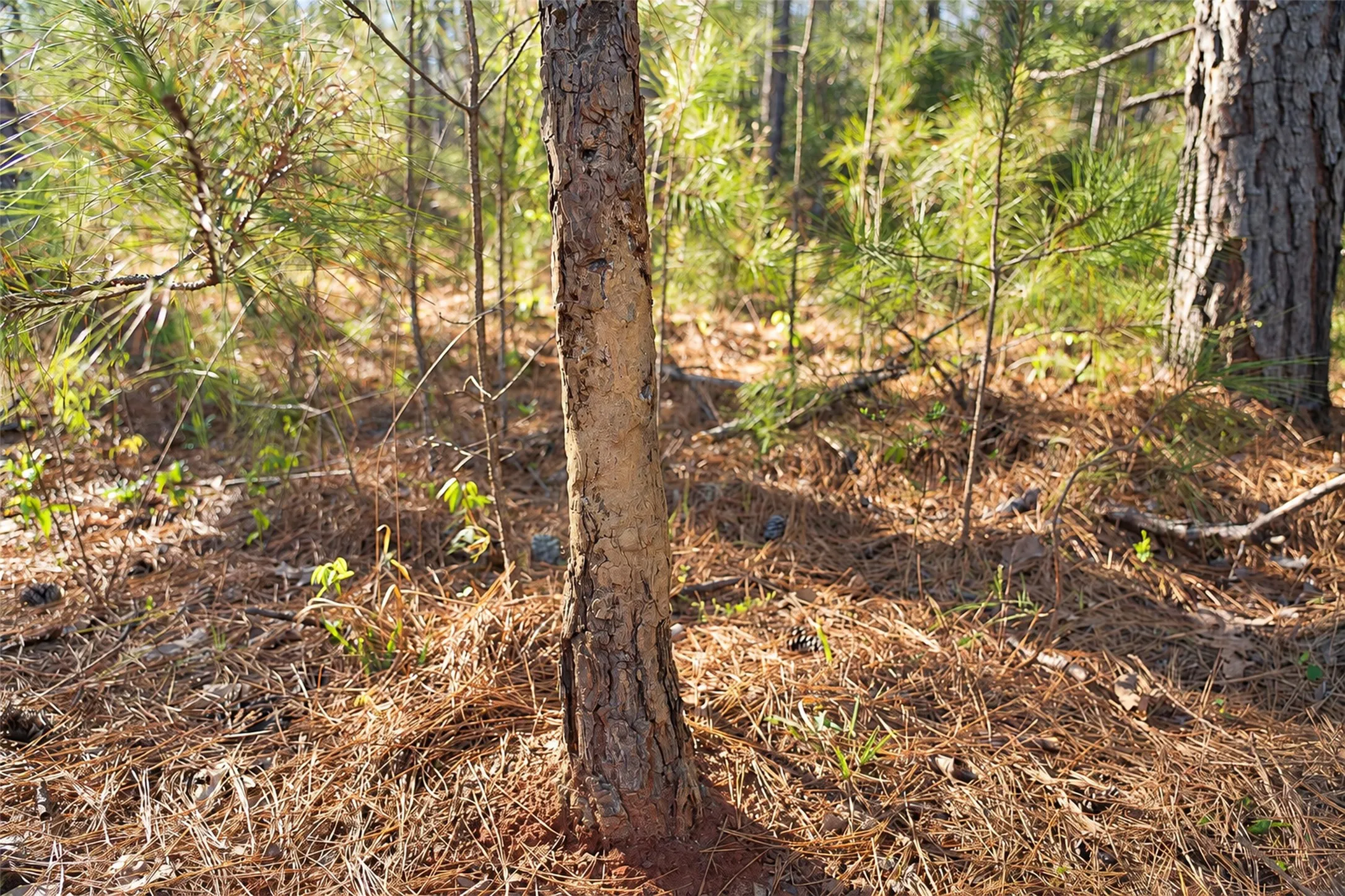Unimproved Land For Sale in Cherokee County , 0 Farm to Market Road 747, Jacksonville, Texas 75766, 0, 0, Garage spaces, 0 Sqft, built in 0, mls#21213336, Real Estate Agent in Jacksonville, Homes For Sale in Cherokee county, Homes For Sale in Jacksonville, Realtor in Jacksonville Texas, Real Estate Brokerage Independent Realty Texas, Luminita Cordes Realtor