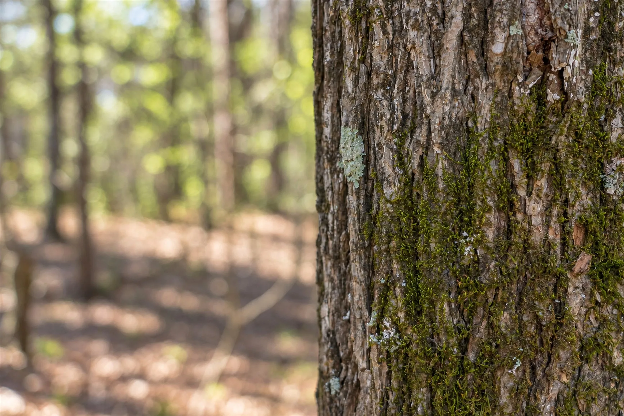 Unimproved Land For Sale in Cherokee County , 0 Farm to Market Road 747, Jacksonville, Texas 75766, 0, 0, Garage spaces, 0 Sqft, built in 0, mls#21213336, Real Estate Agent in Jacksonville, Homes For Sale in Cherokee county, Homes For Sale in Jacksonville, Realtor in Jacksonville Texas, Real Estate Brokerage Independent Realty Texas, Luminita Cordes Realtor