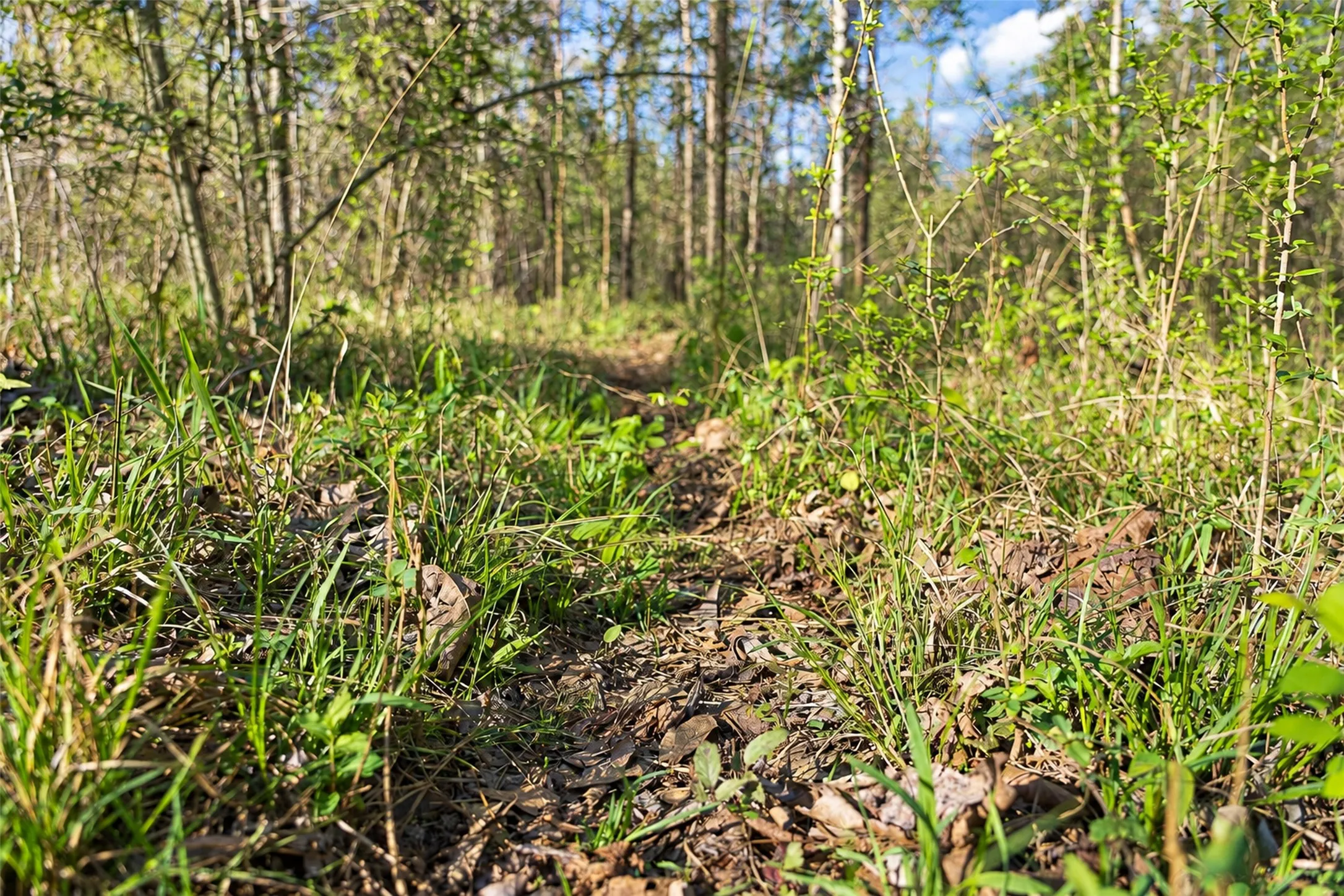 Unimproved Land For Sale in Cherokee County , 0 Farm to Market Road 747, Jacksonville, Texas 75766, 0, 0, Garage spaces, 0 Sqft, built in 0, mls#21213336, Real Estate Agent in Jacksonville, Homes For Sale in Cherokee county, Homes For Sale in Jacksonville, Realtor in Jacksonville Texas, Real Estate Brokerage Independent Realty Texas, Luminita Cordes Realtor