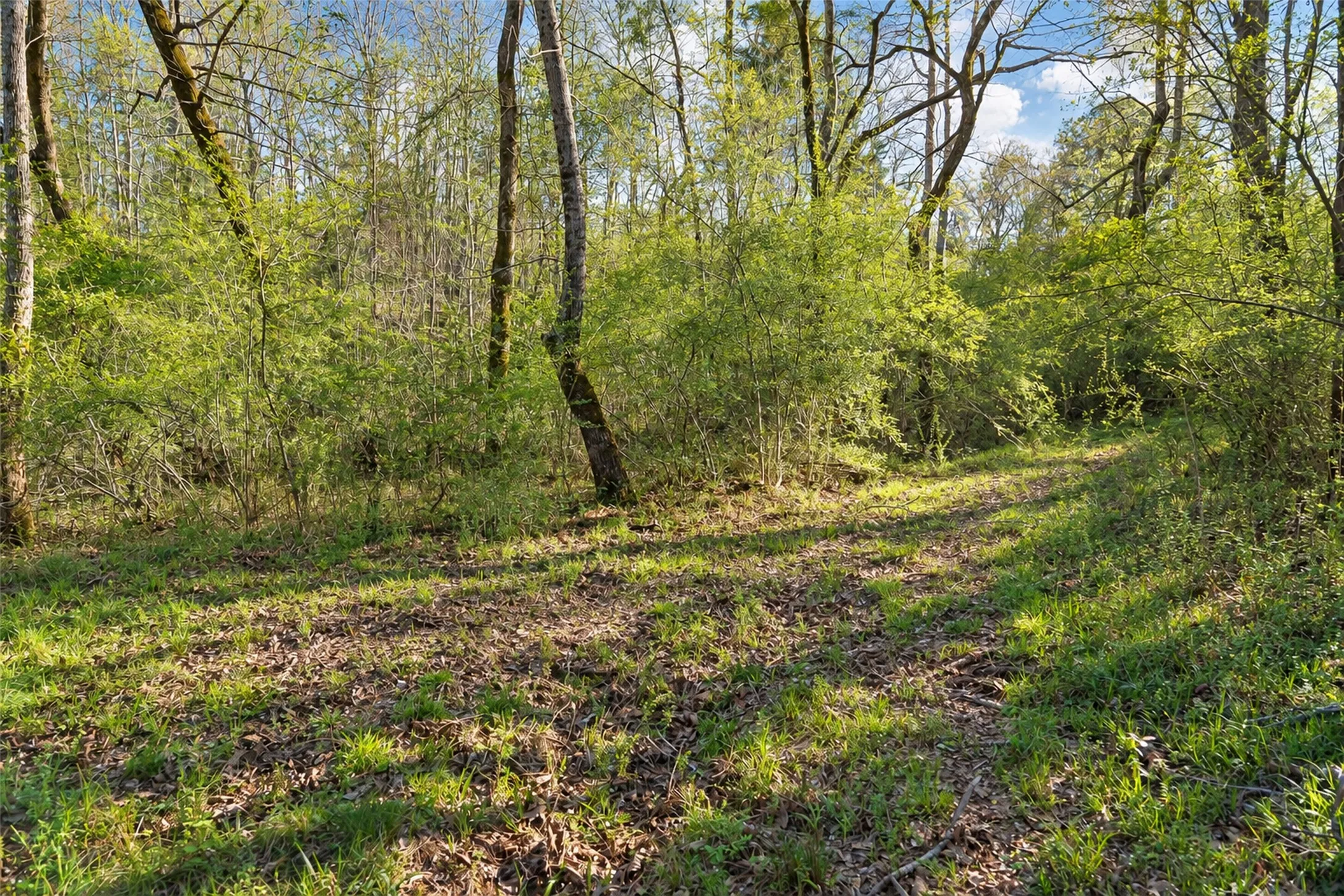 Unimproved Land For Sale in Cherokee County , 0 Farm to Market Road 747, Jacksonville, Texas 75766, 0, 0, Garage spaces, 0 Sqft, built in 0, mls#21213336, Real Estate Agent in Jacksonville, Homes For Sale in Cherokee county, Homes For Sale in Jacksonville, Realtor in Jacksonville Texas, Real Estate Brokerage Independent Realty Texas, Luminita Cordes Realtor