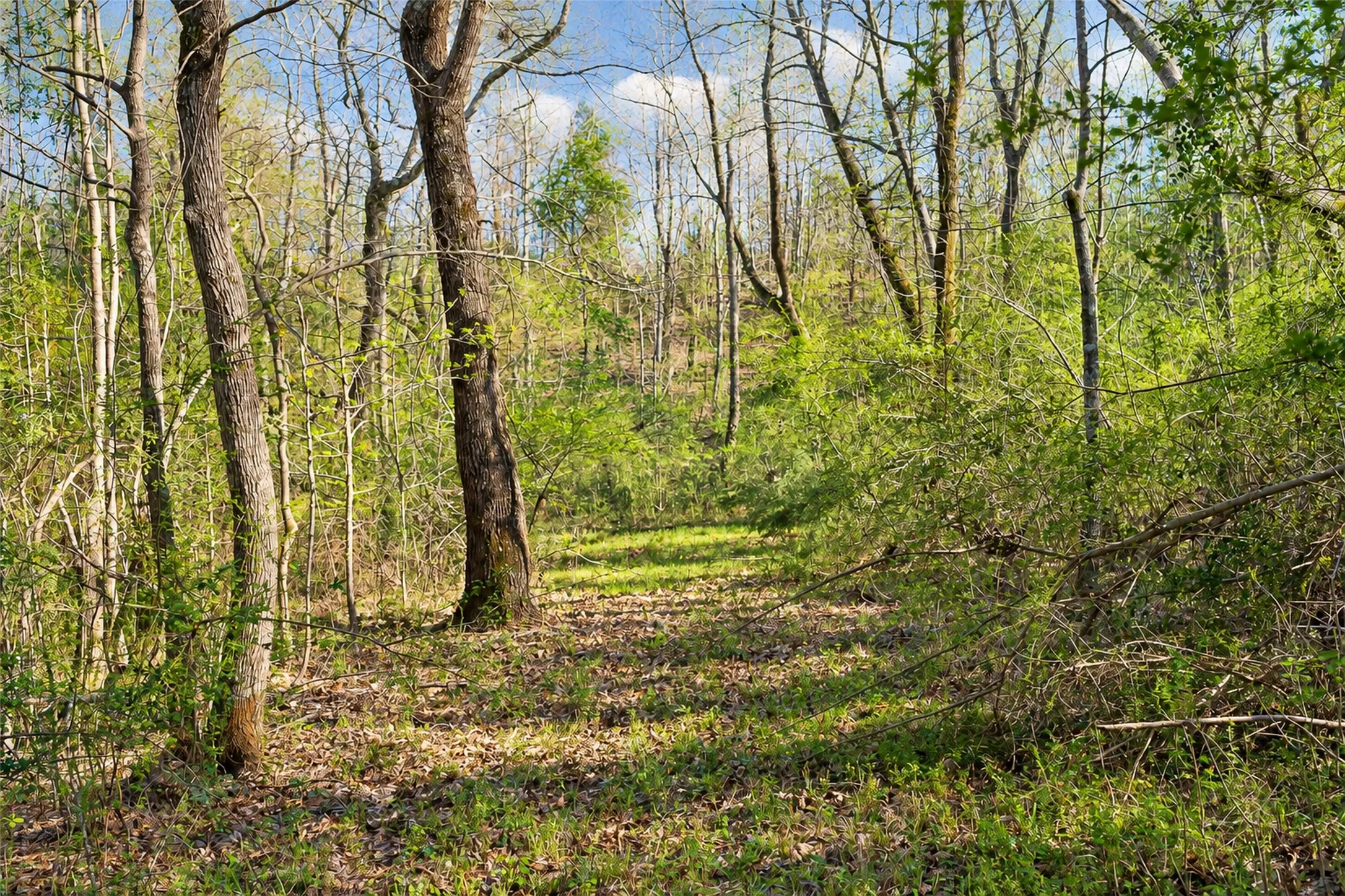 Unimproved Land For Sale in Cherokee County , 0 Farm to Market Road 747, Jacksonville, Texas 75766, 0, 0, Garage spaces, 0 Sqft, built in 0, mls#21213336, Real Estate Agent in Jacksonville, Homes For Sale in Cherokee county, Homes For Sale in Jacksonville, Realtor in Jacksonville Texas, Real Estate Brokerage Independent Realty Texas, Luminita Cordes Realtor