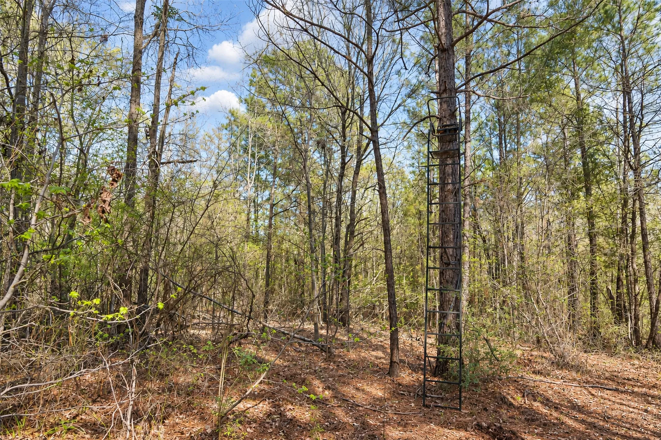 Unimproved Land For Sale in Cherokee County , 0 Farm to Market Road 747, Jacksonville, Texas 75766, 0, 0, Garage spaces, 0 Sqft, built in 0, mls#21213336, Real Estate Agent in Jacksonville, Homes For Sale in Cherokee county, Homes For Sale in Jacksonville, Realtor in Jacksonville Texas, Real Estate Brokerage Independent Realty Texas, Luminita Cordes Realtor