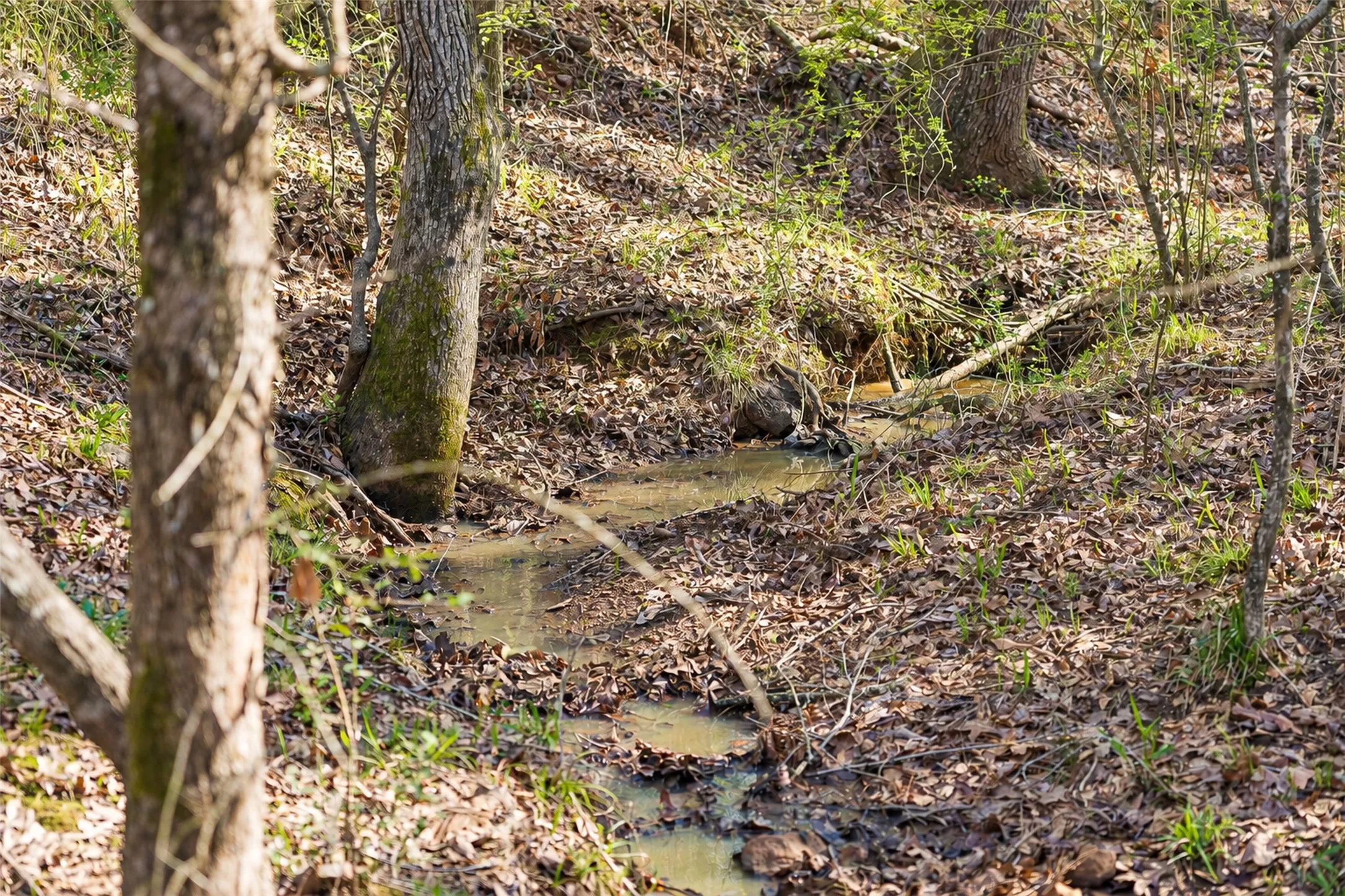 Unimproved Land For Sale in Cherokee County , 0 Farm to Market Road 747, Jacksonville, Texas 75766, 0, 0, Garage spaces, 0 Sqft, built in 0, mls#21213336, Real Estate Agent in Jacksonville, Homes For Sale in Cherokee county, Homes For Sale in Jacksonville, Realtor in Jacksonville Texas, Real Estate Brokerage Independent Realty Texas, Luminita Cordes Realtor