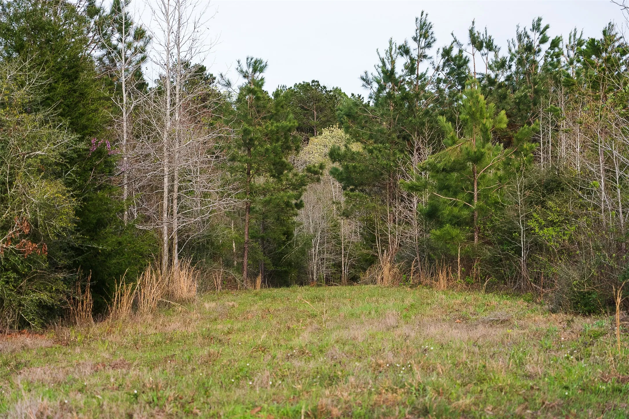 Unimproved Land For Sale in Nacogdoches County , 0 Off of County Road 839, Nacogdoches, Texas 75964, 0, 0, Garage spaces, 0 Sqft, built in 0, mls#21213477, Real Estate Agent in Nacogdoches, Homes For Sale in Nacogdoches county, Homes For Sale in Nacogdoches, Realtor in Nacogdoches Texas, Real Estate Brokerage Independent Realty Texas, Luminita Cordes Realtor