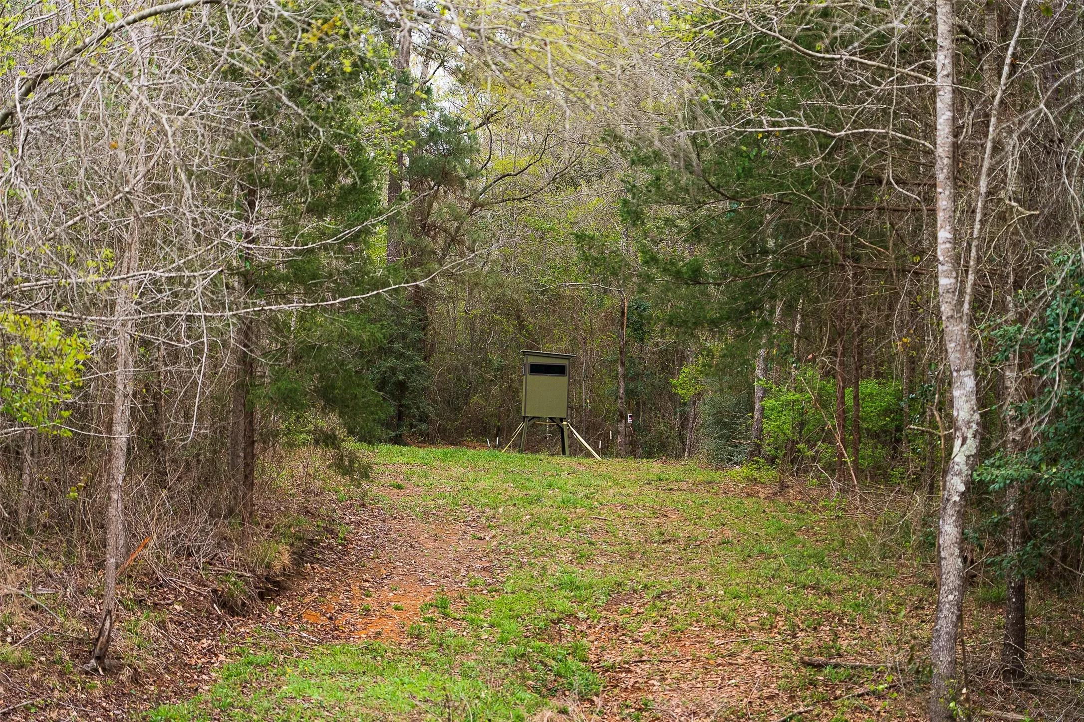 Unimproved Land For Sale in Nacogdoches County , 0 Off of County Road 839, Nacogdoches, Texas 75964, 0, 0, Garage spaces, 0 Sqft, built in 0, mls#21213477, Real Estate Agent in Nacogdoches, Homes For Sale in Nacogdoches county, Homes For Sale in Nacogdoches, Realtor in Nacogdoches Texas, Real Estate Brokerage Independent Realty Texas, Luminita Cordes Realtor