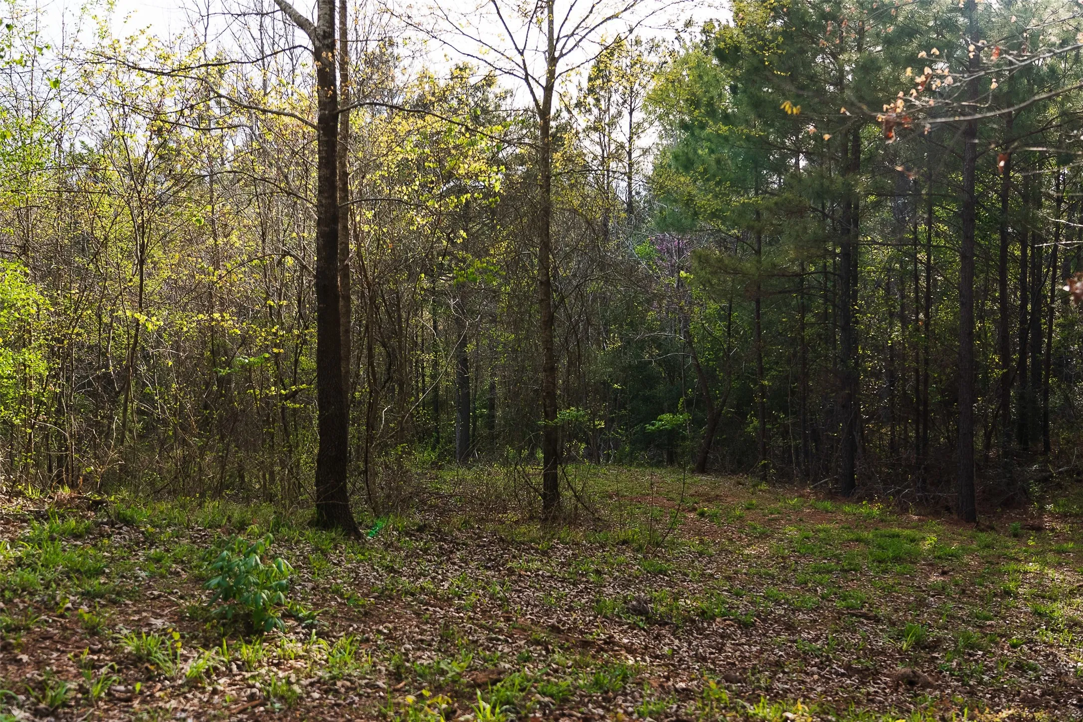 Unimproved Land For Sale in Nacogdoches County , 0 Off of County Road 839, Nacogdoches, Texas 75964, 0, 0, Garage spaces, 0 Sqft, built in 0, mls#21213477, Real Estate Agent in Nacogdoches, Homes For Sale in Nacogdoches county, Homes For Sale in Nacogdoches, Realtor in Nacogdoches Texas, Real Estate Brokerage Independent Realty Texas, Luminita Cordes Realtor