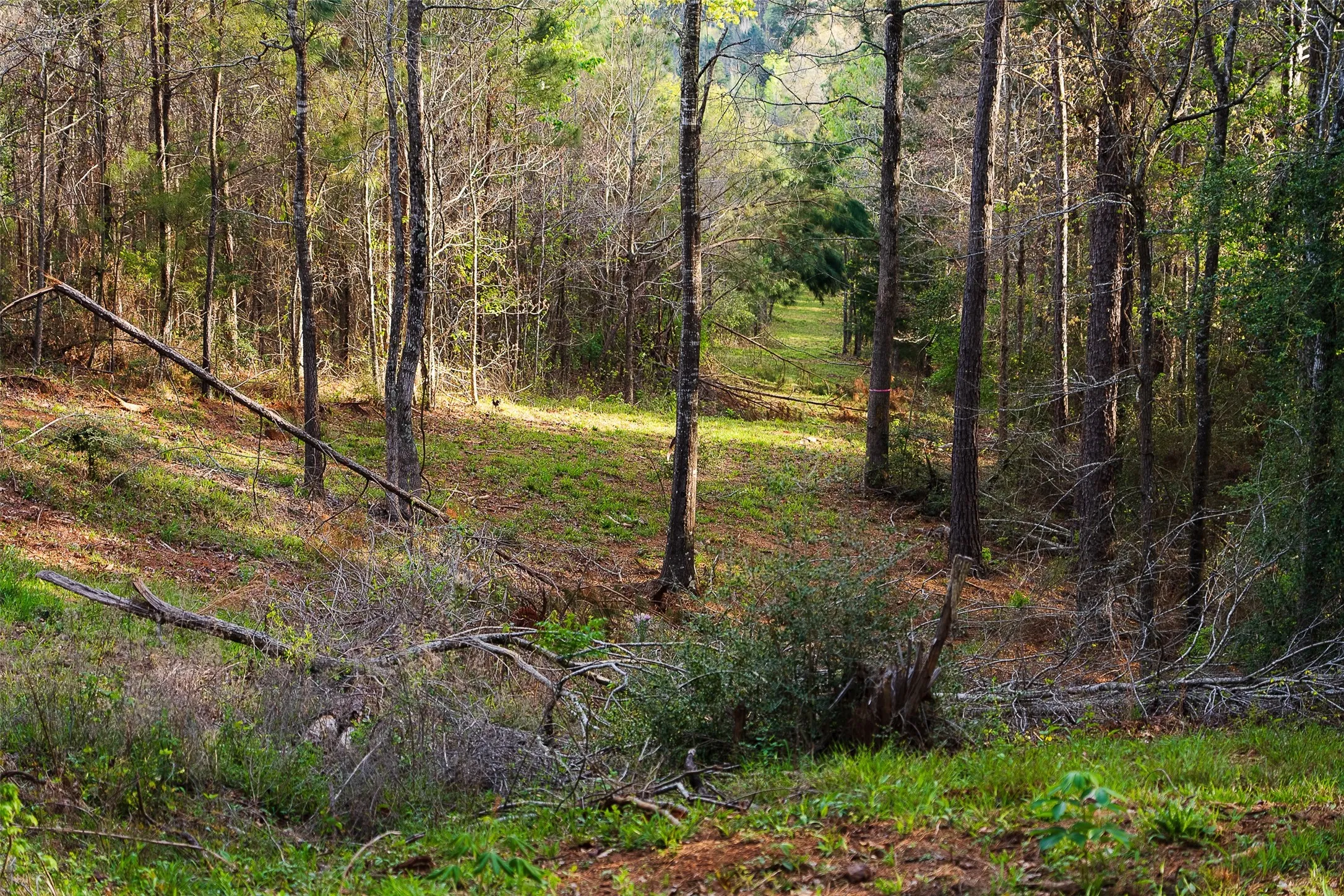 Unimproved Land For Sale in Nacogdoches County , 0 Off of County Road 839, Nacogdoches, Texas 75964, 0, 0, Garage spaces, 0 Sqft, built in 0, mls#21213477, Real Estate Agent in Nacogdoches, Homes For Sale in Nacogdoches county, Homes For Sale in Nacogdoches, Realtor in Nacogdoches Texas, Real Estate Brokerage Independent Realty Texas, Luminita Cordes Realtor