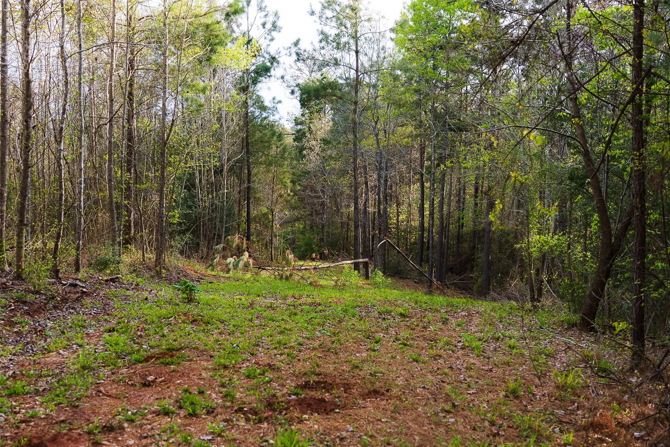 Unimproved Land For Sale in Nacogdoches County , 0 Off of County Road 839, Nacogdoches, Texas 75964, 0, 0, Garage spaces, 0 Sqft, built in 0, mls#21213477, Real Estate Agent in Nacogdoches, Homes For Sale in Nacogdoches county, Homes For Sale in Nacogdoches, Realtor in Nacogdoches Texas, Real Estate Brokerage Independent Realty Texas, Luminita Cordes Realtor
