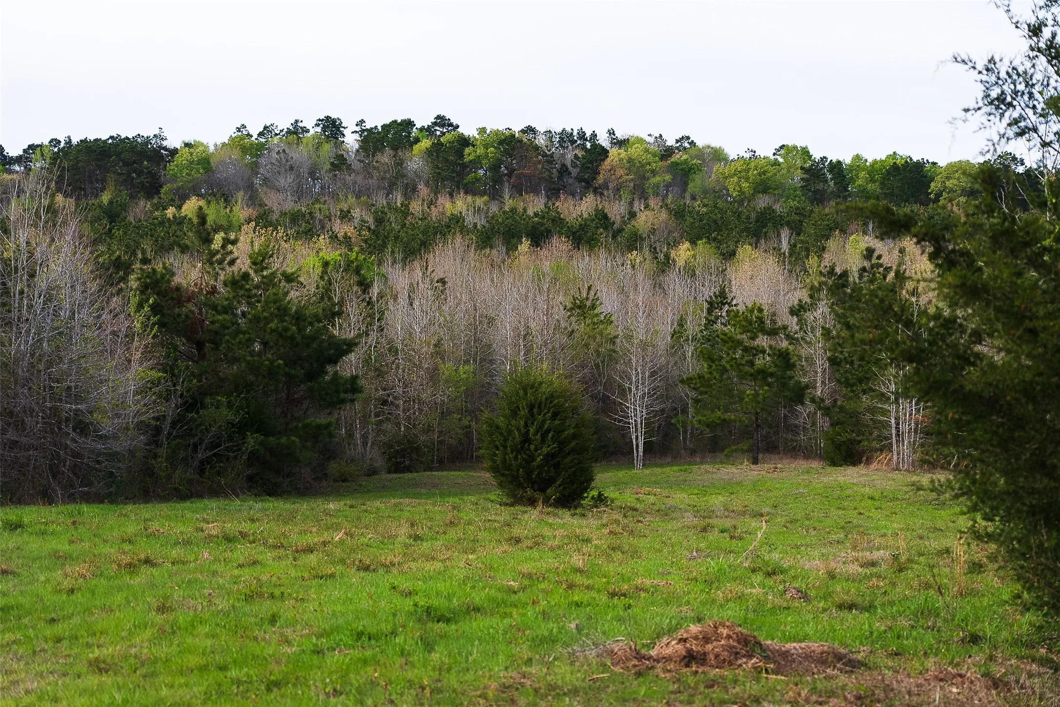 Unimproved Land For Sale in Nacogdoches County , 0 Off of County Road 839, Nacogdoches, Texas 75964, 0, 0, Garage spaces, 0 Sqft, built in 0, mls#21213477, Real Estate Agent in Nacogdoches, Homes For Sale in Nacogdoches county, Homes For Sale in Nacogdoches, Realtor in Nacogdoches Texas, Real Estate Brokerage Independent Realty Texas, Luminita Cordes Realtor