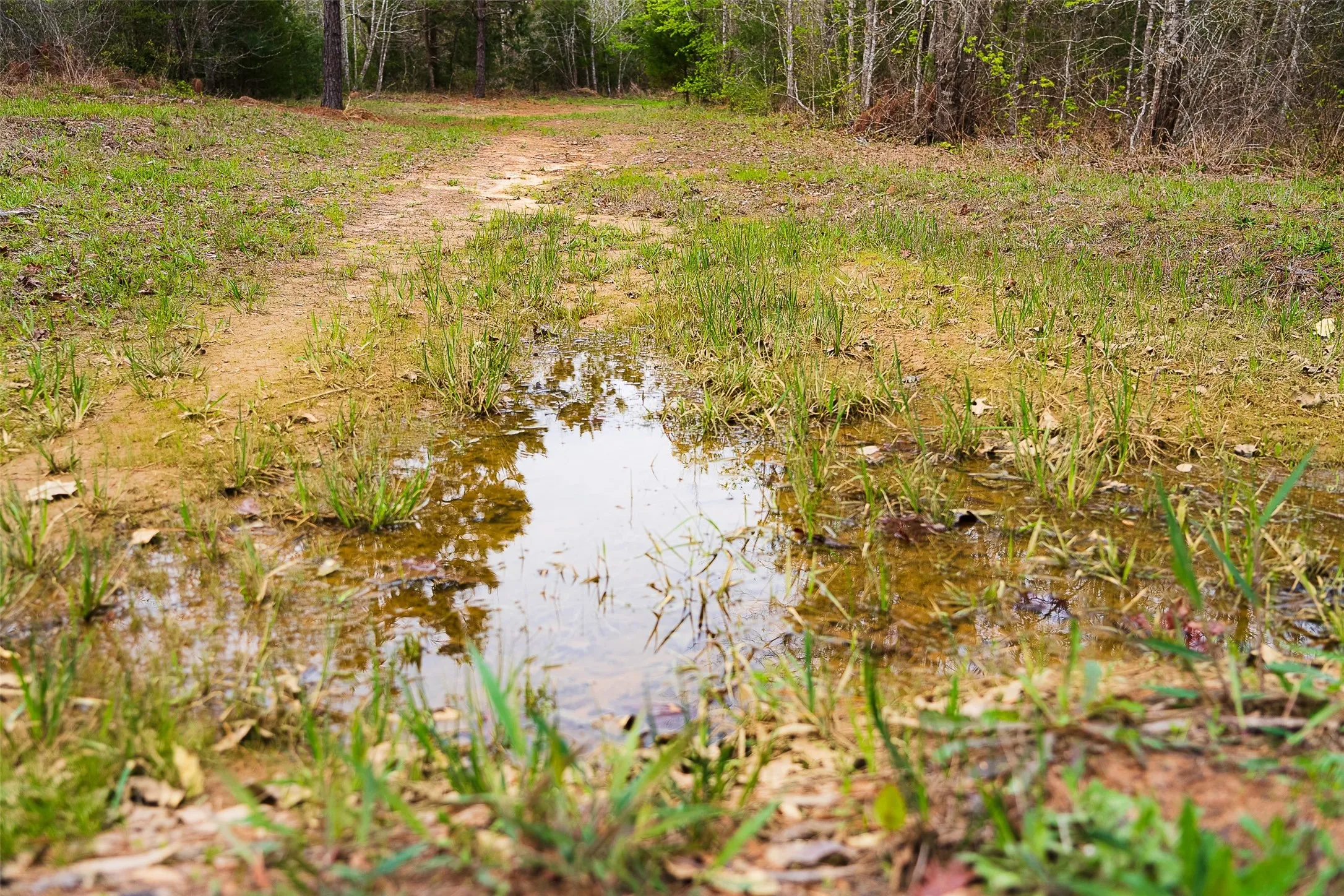Unimproved Land For Sale in Nacogdoches County , 0 Off of County Road 839, Nacogdoches, Texas 75964, 0, 0, Garage spaces, 0 Sqft, built in 0, mls#21213477, Real Estate Agent in Nacogdoches, Homes For Sale in Nacogdoches county, Homes For Sale in Nacogdoches, Realtor in Nacogdoches Texas, Real Estate Brokerage Independent Realty Texas, Luminita Cordes Realtor