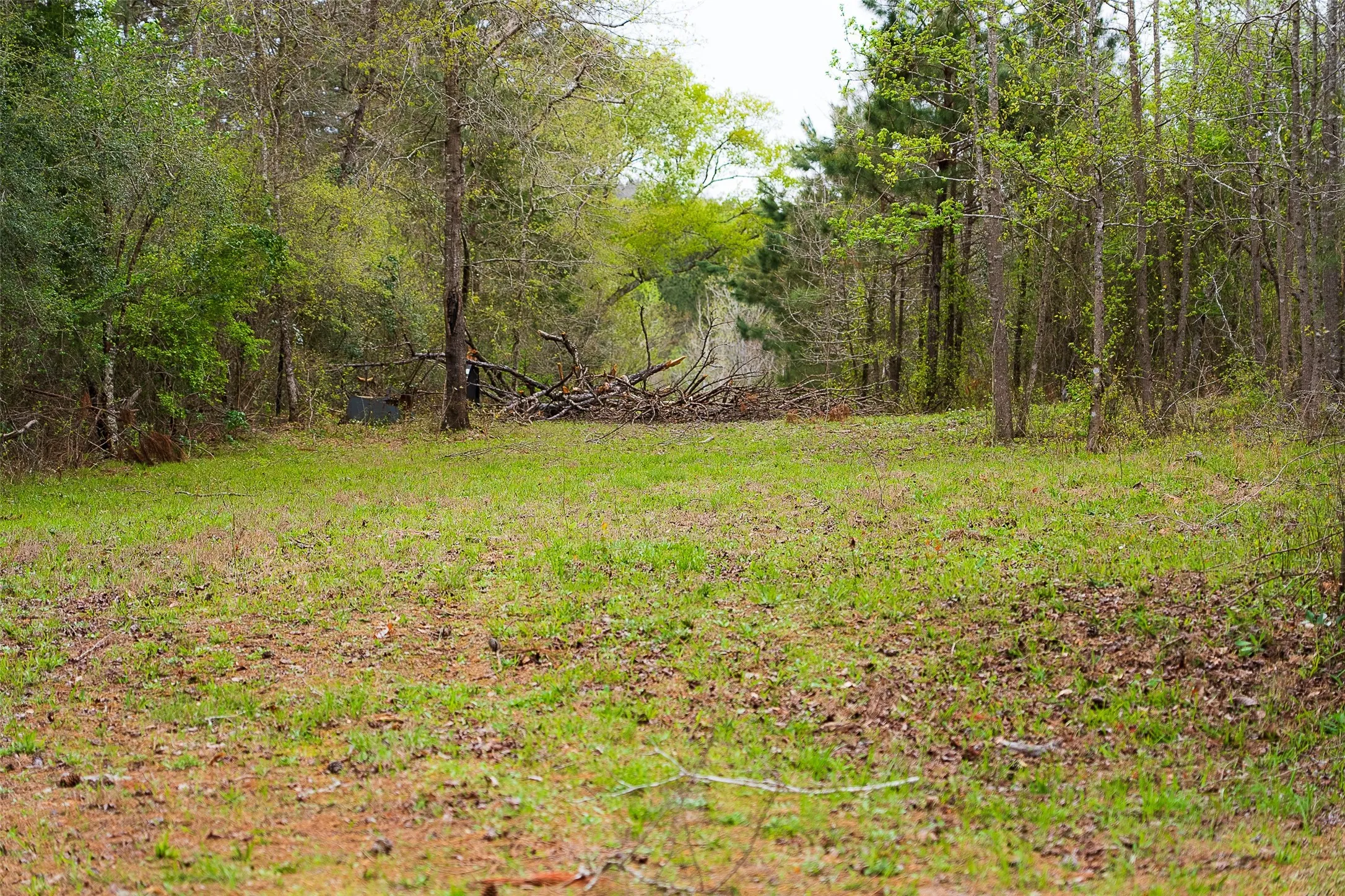 Unimproved Land For Sale in Nacogdoches County , 0 Off of County Road 839, Nacogdoches, Texas 75964, 0, 0, Garage spaces, 0 Sqft, built in 0, mls#21213477, Real Estate Agent in Nacogdoches, Homes For Sale in Nacogdoches county, Homes For Sale in Nacogdoches, Realtor in Nacogdoches Texas, Real Estate Brokerage Independent Realty Texas, Luminita Cordes Realtor